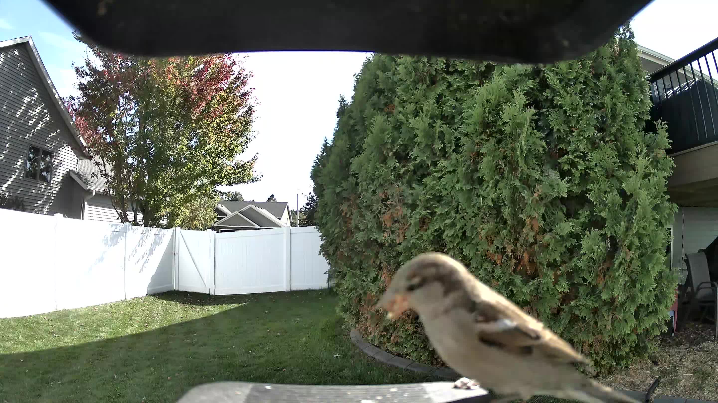 House Sparrow