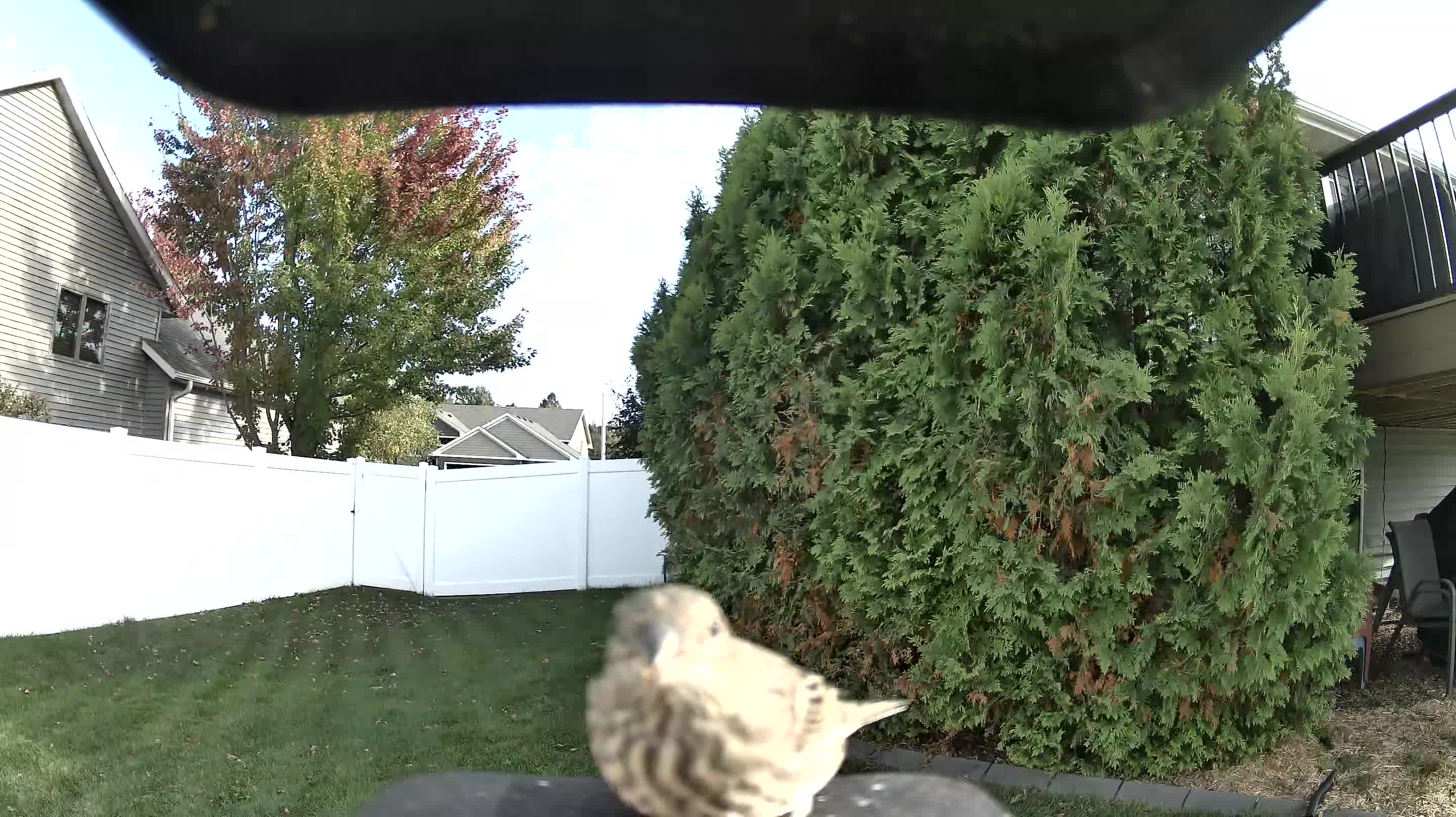 House Finch
