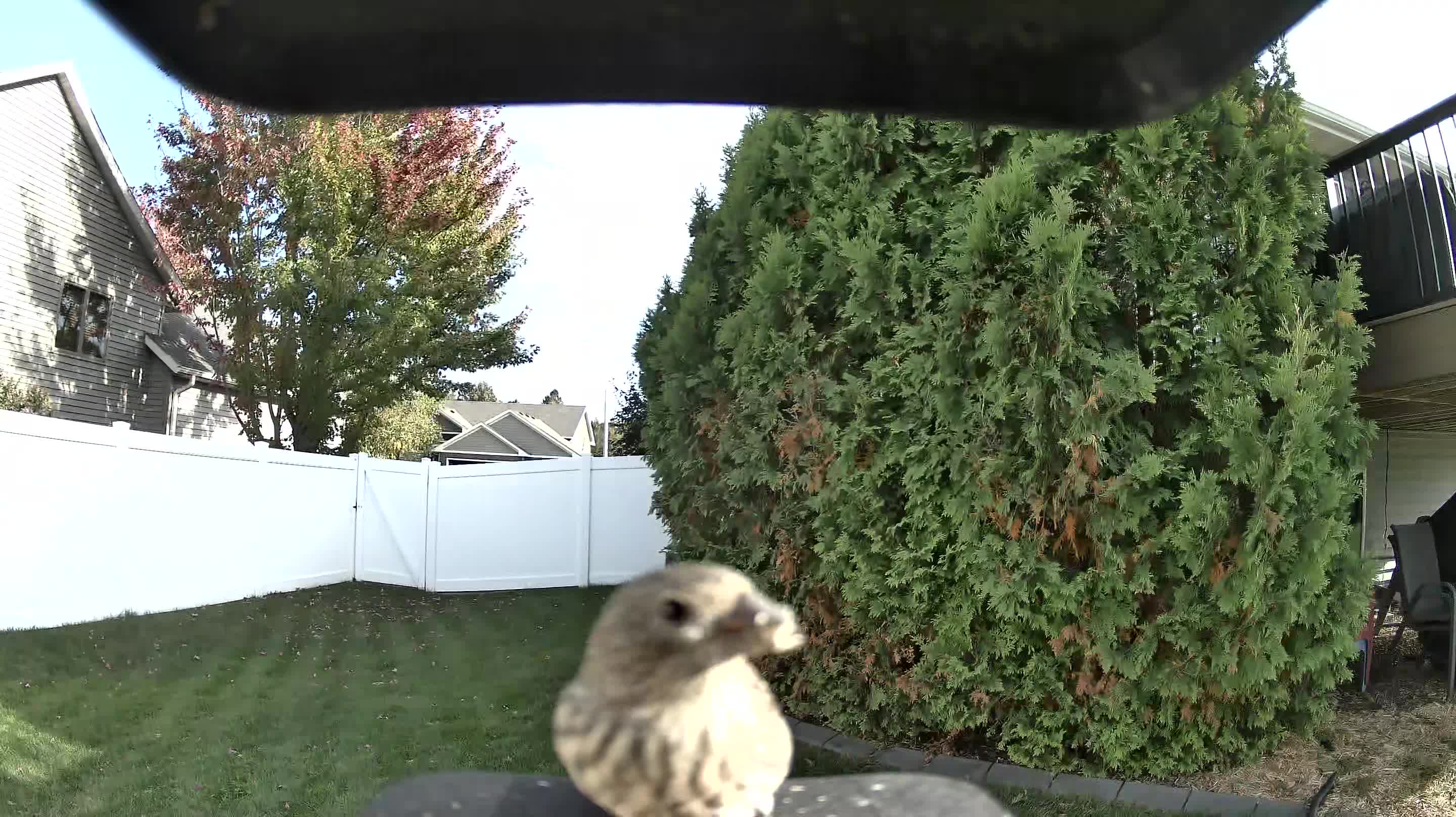House Finch