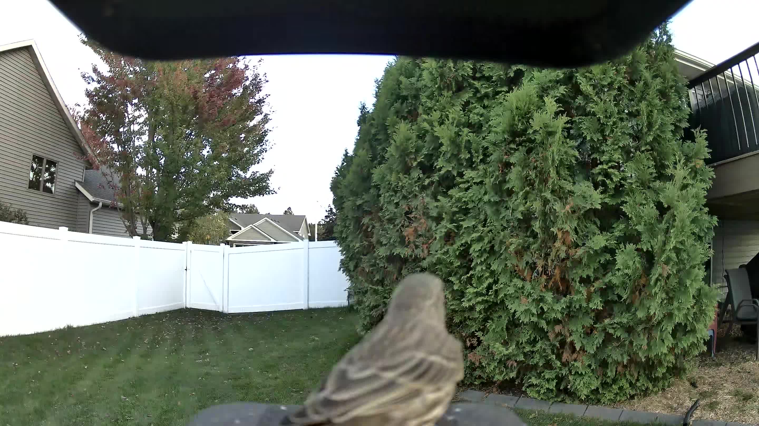 Female House Finch
