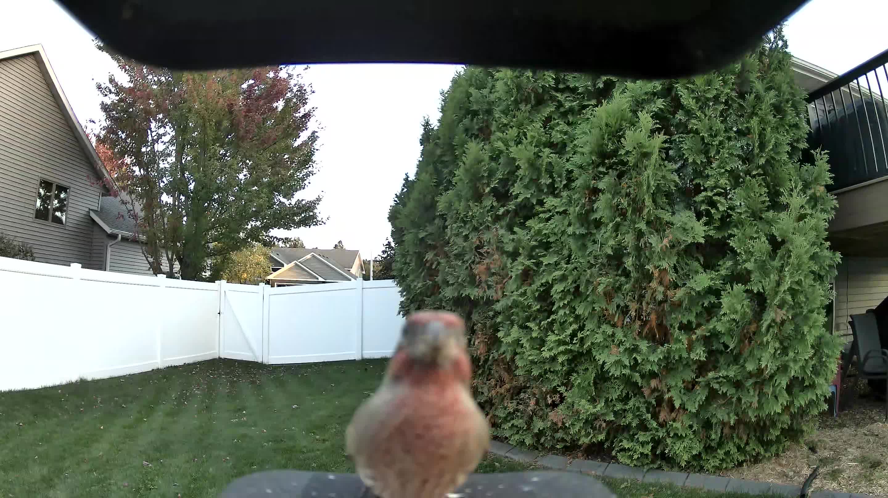 House Finch