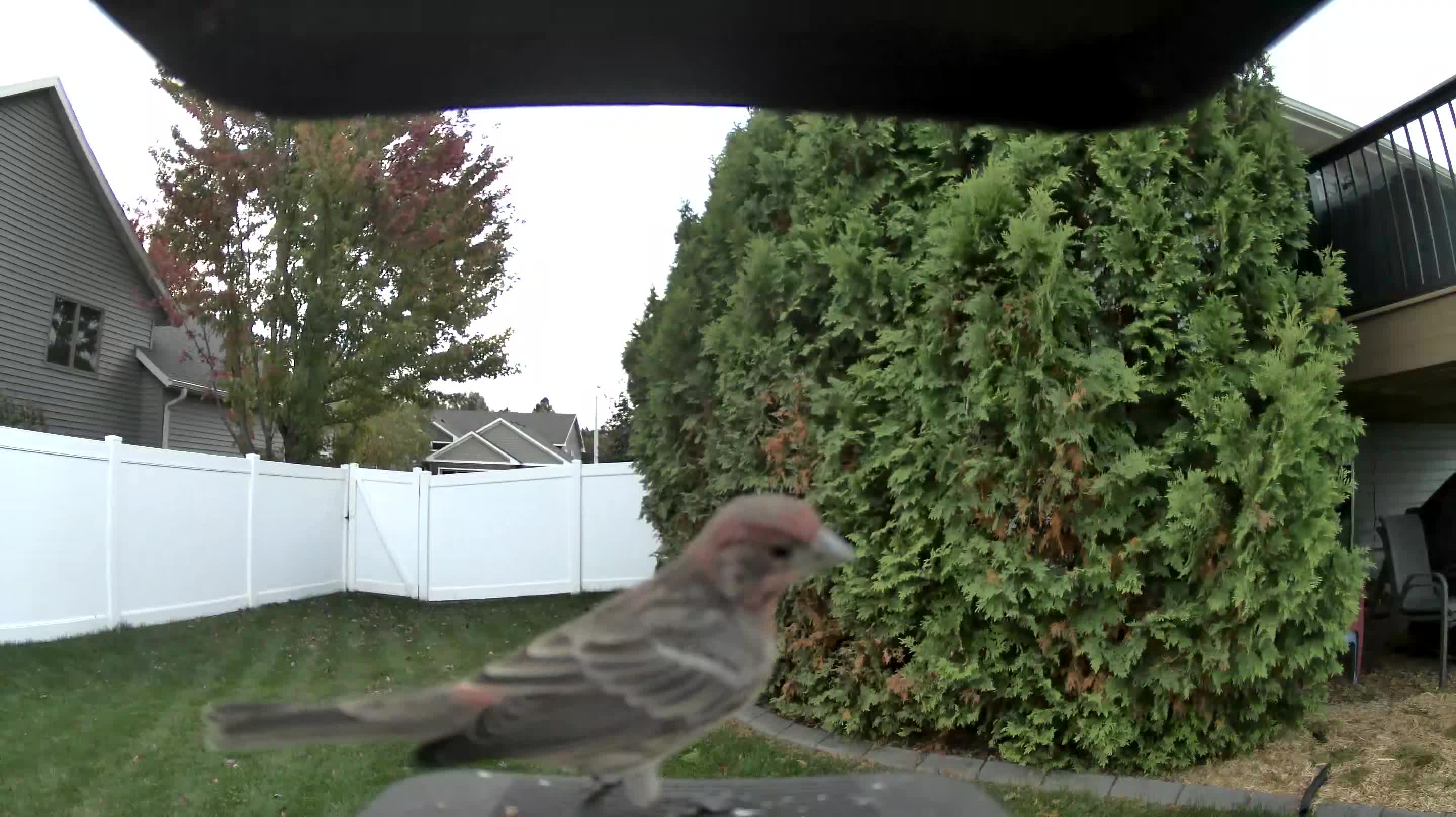 House Finch