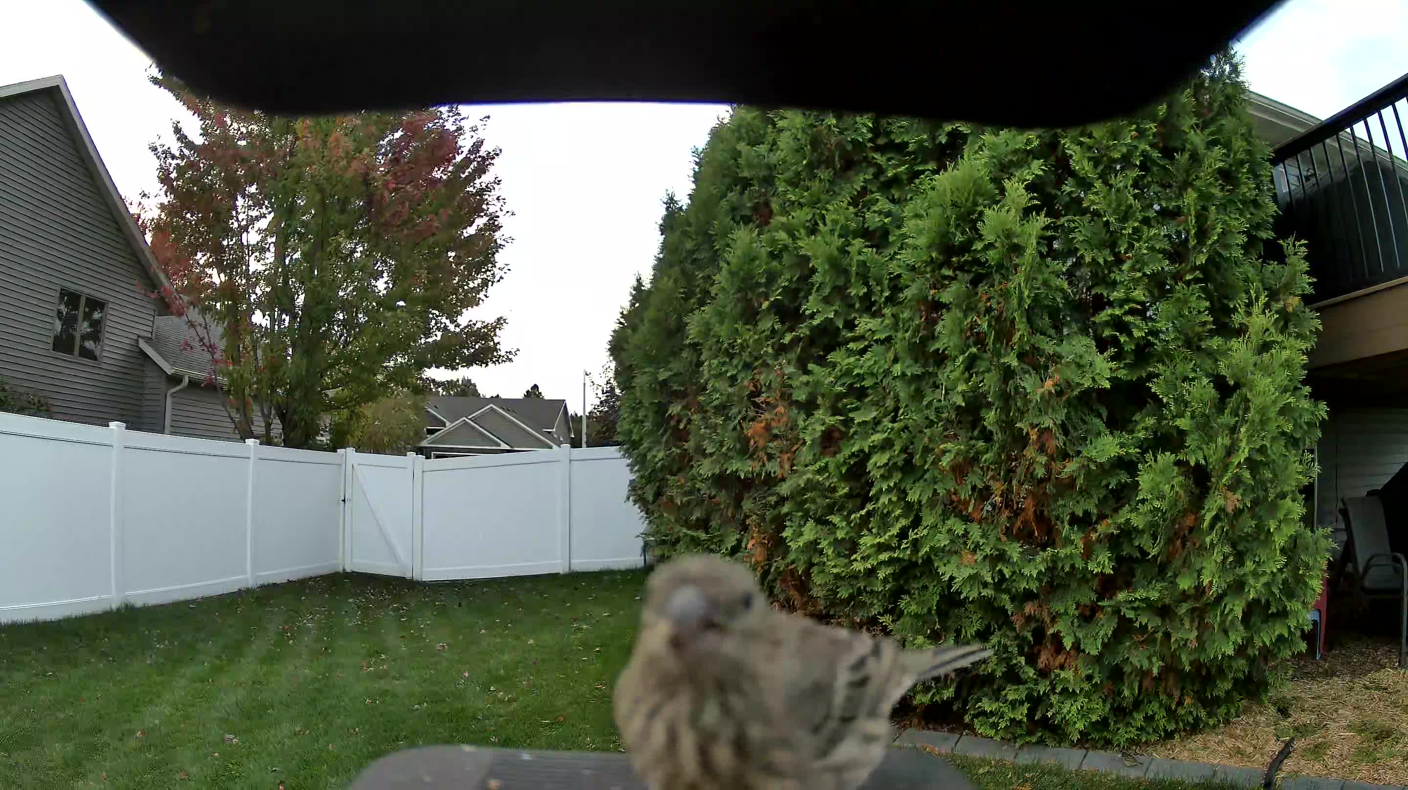 House Finch