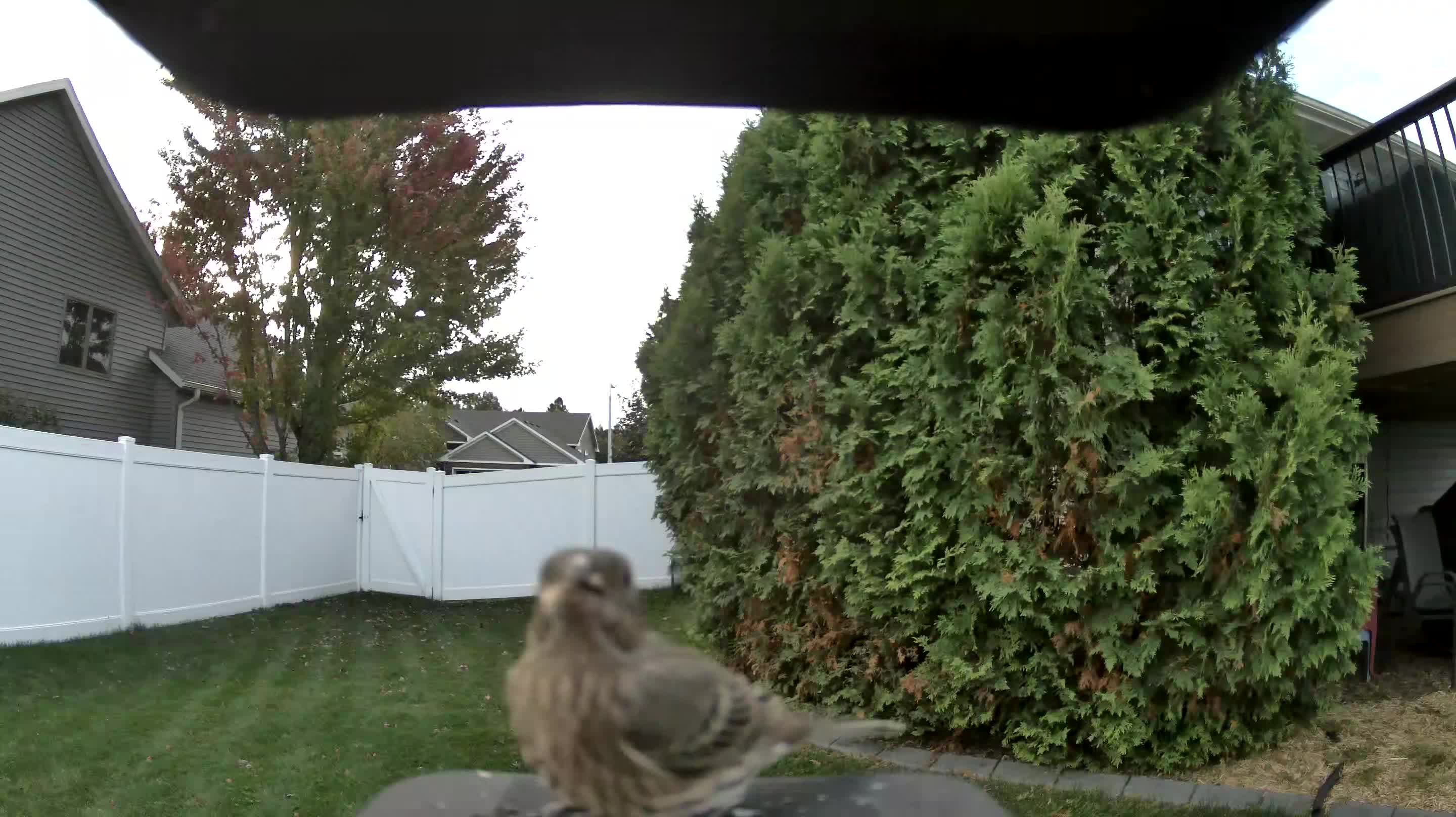 House Finch
