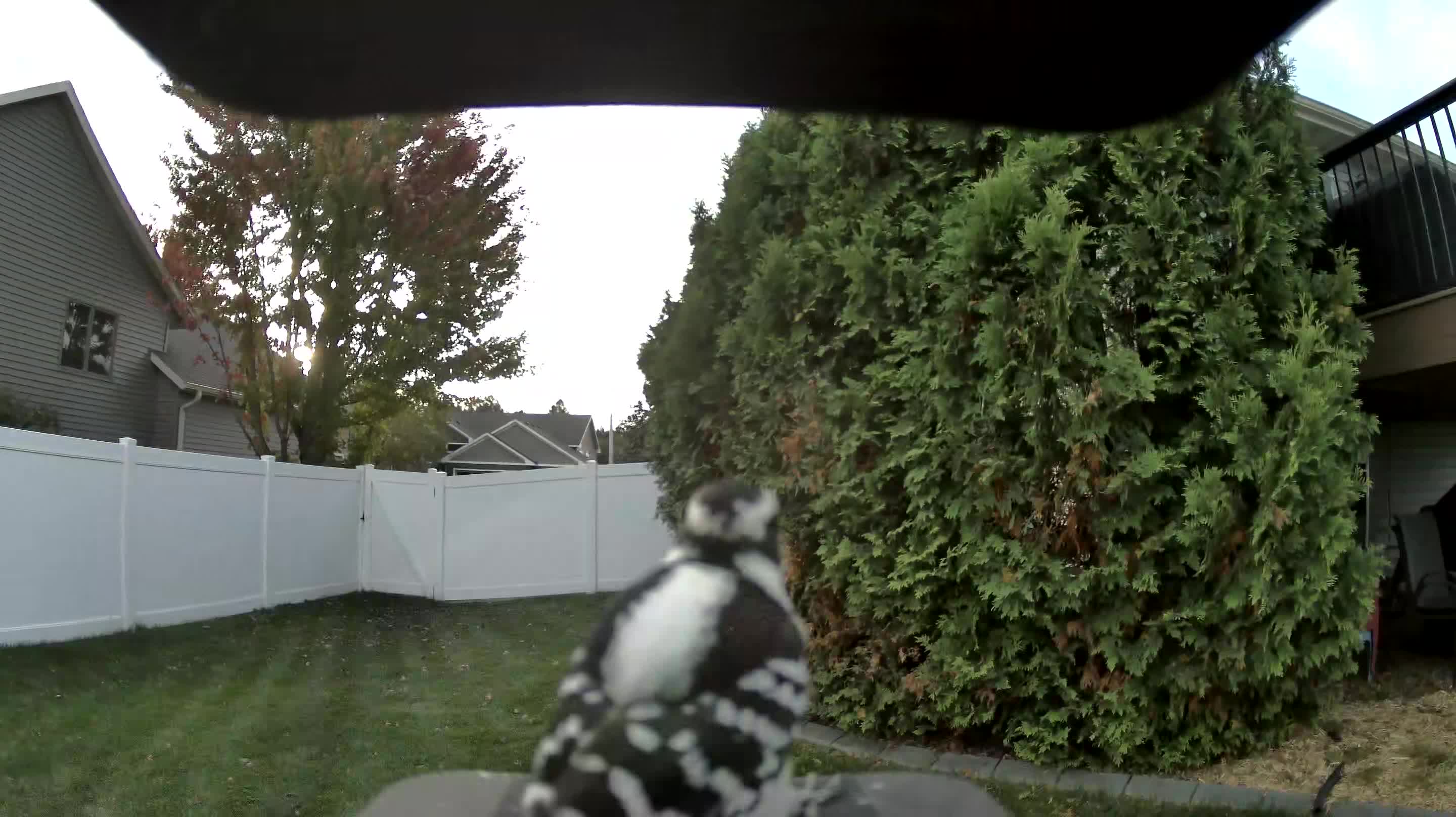 Downy Woodpecker