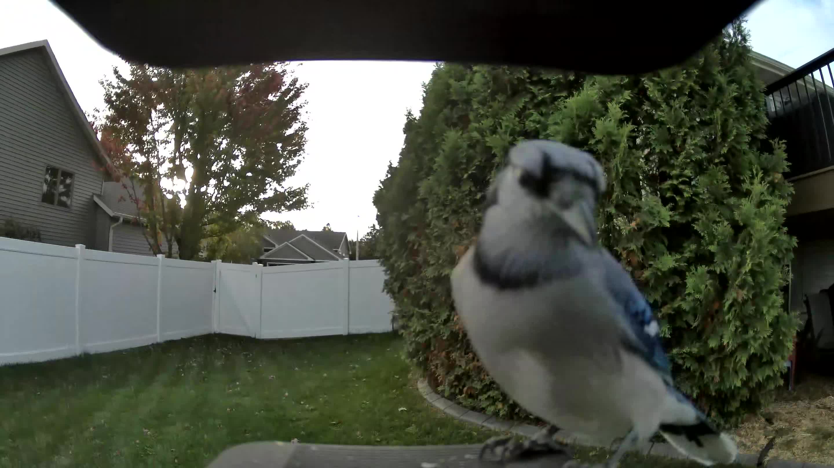 Blue Jay