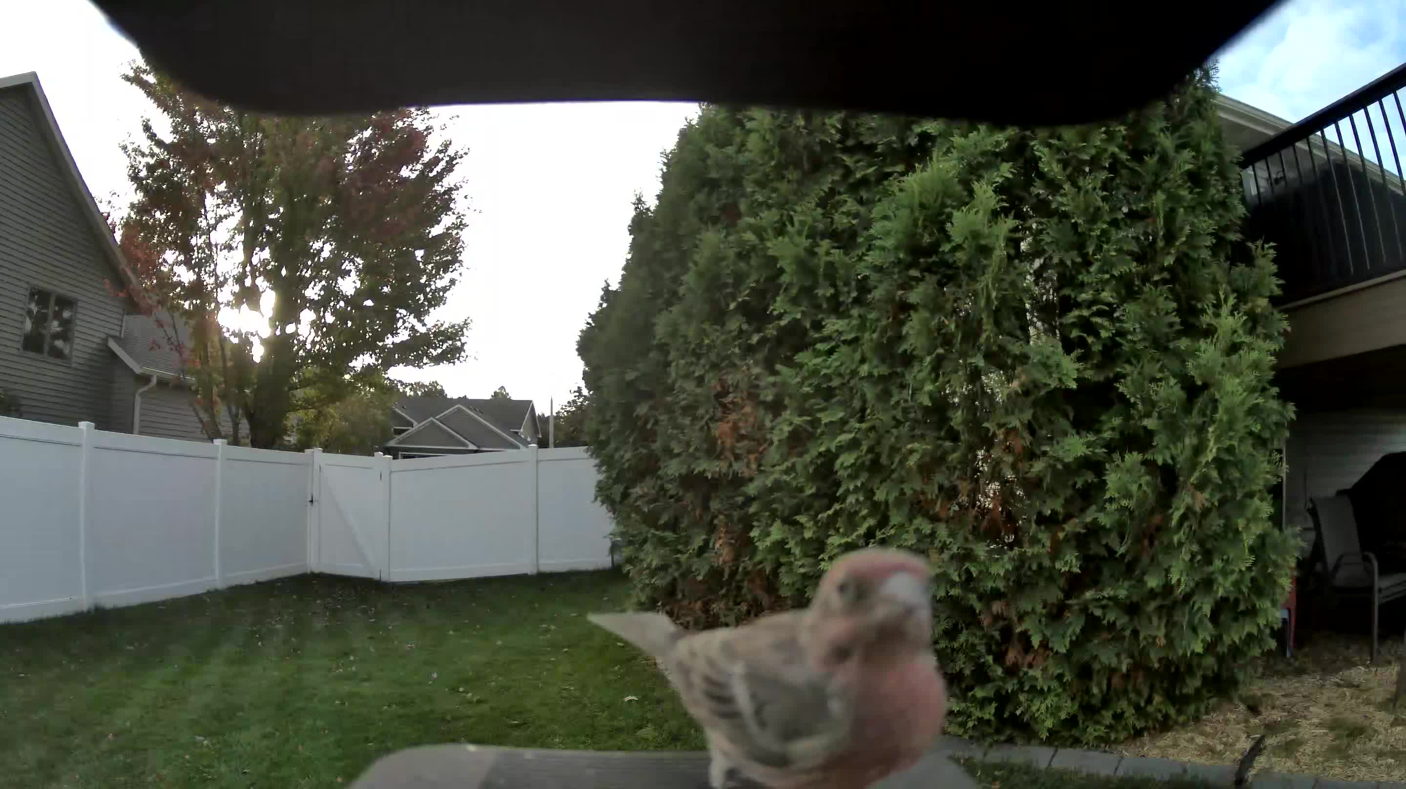 House Finch