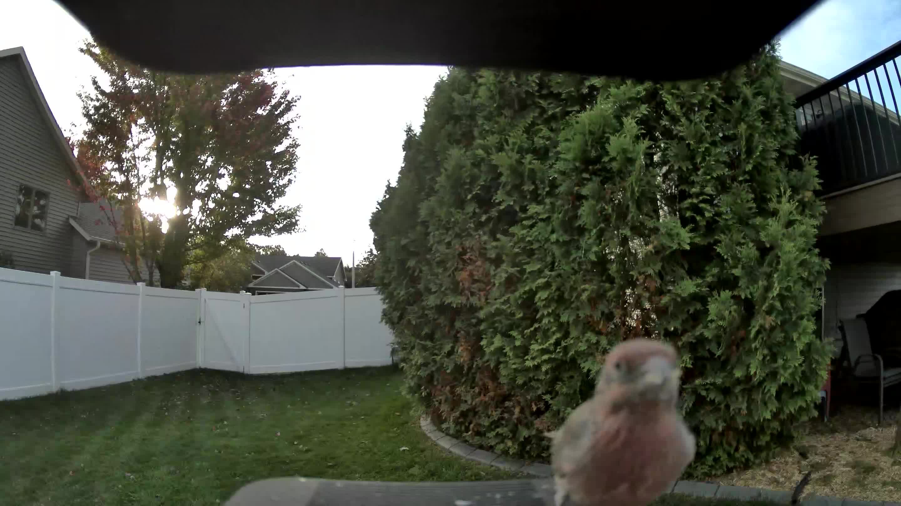 House Finch