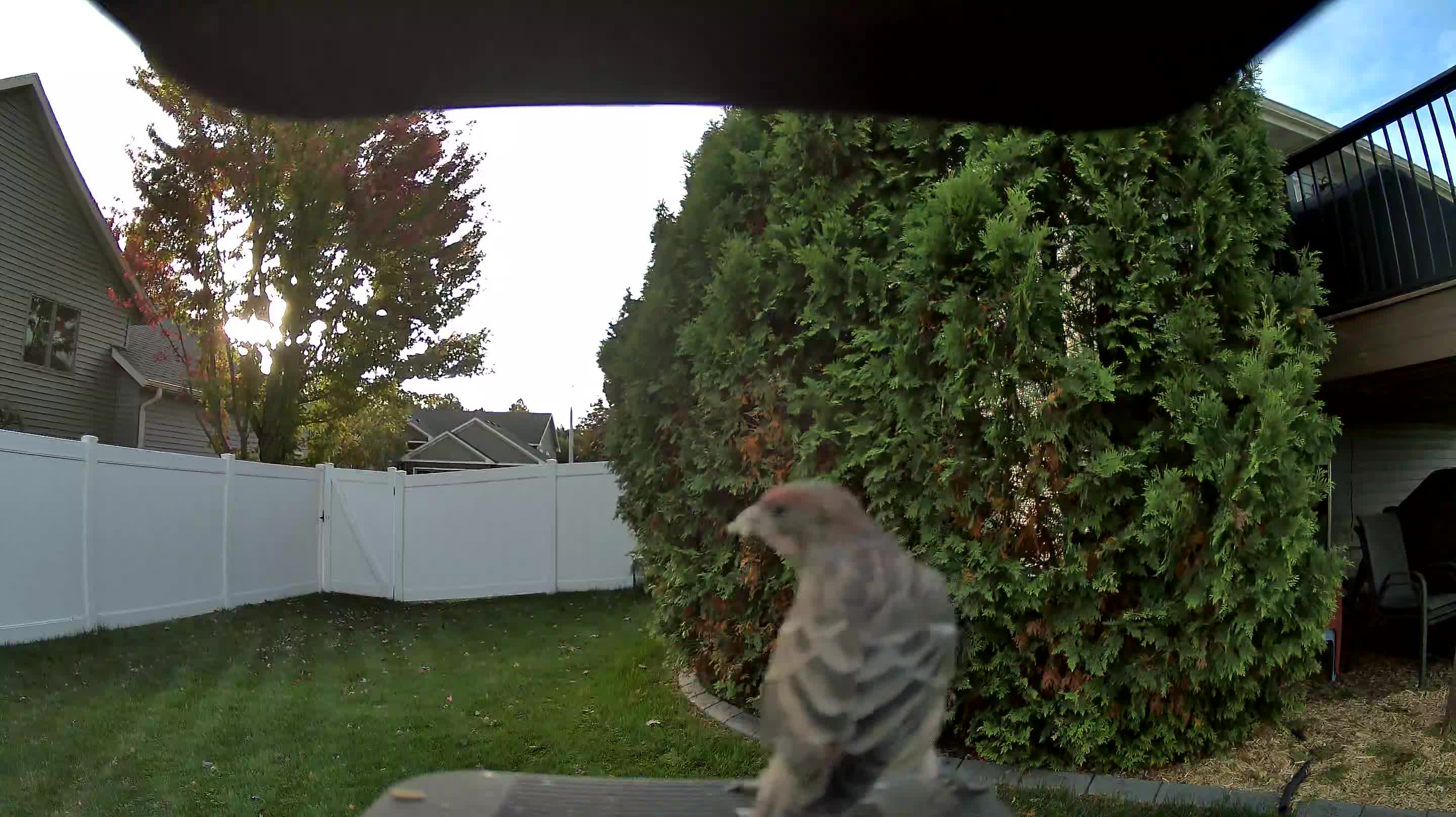 House Finch