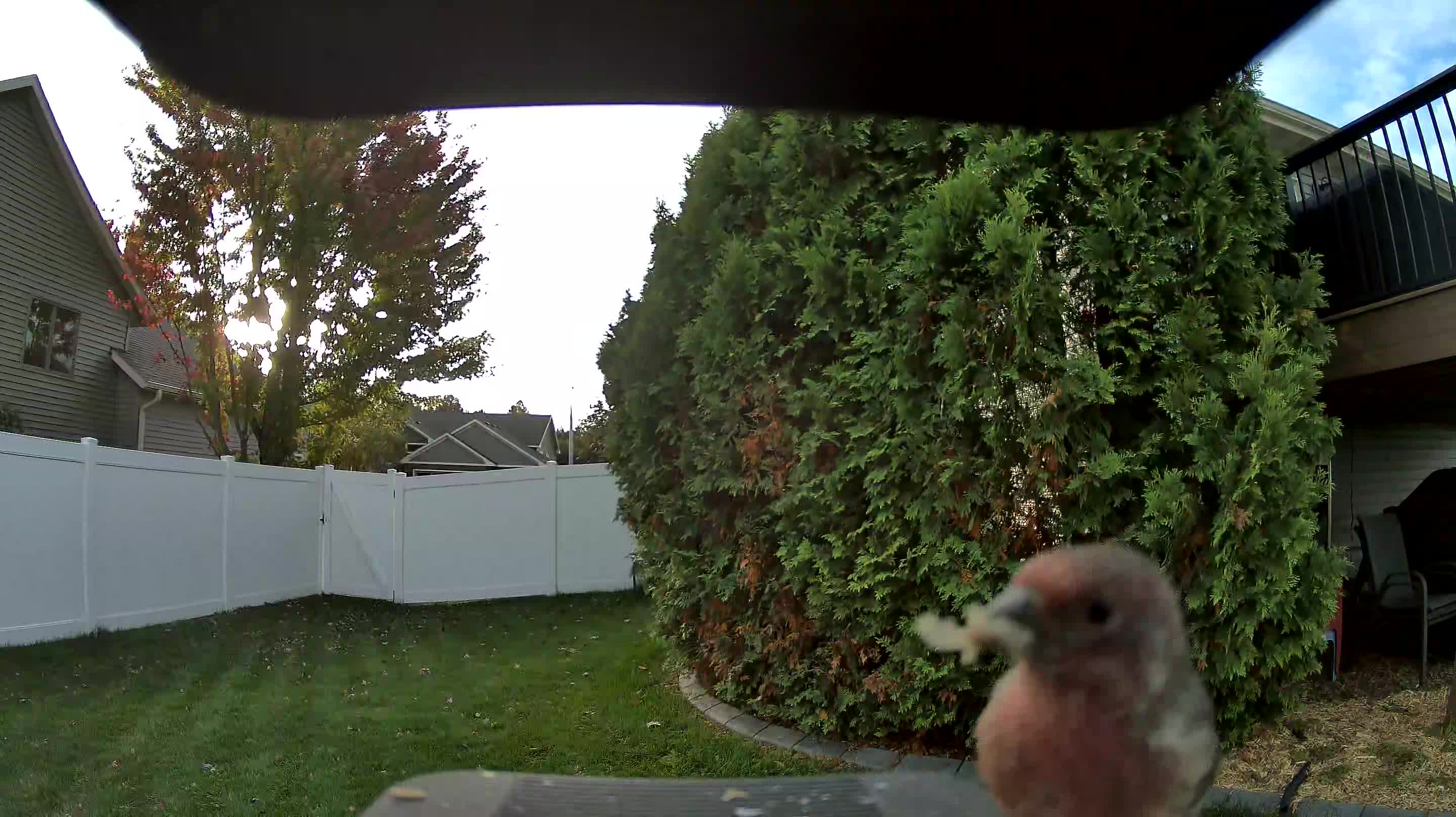 House Finch
