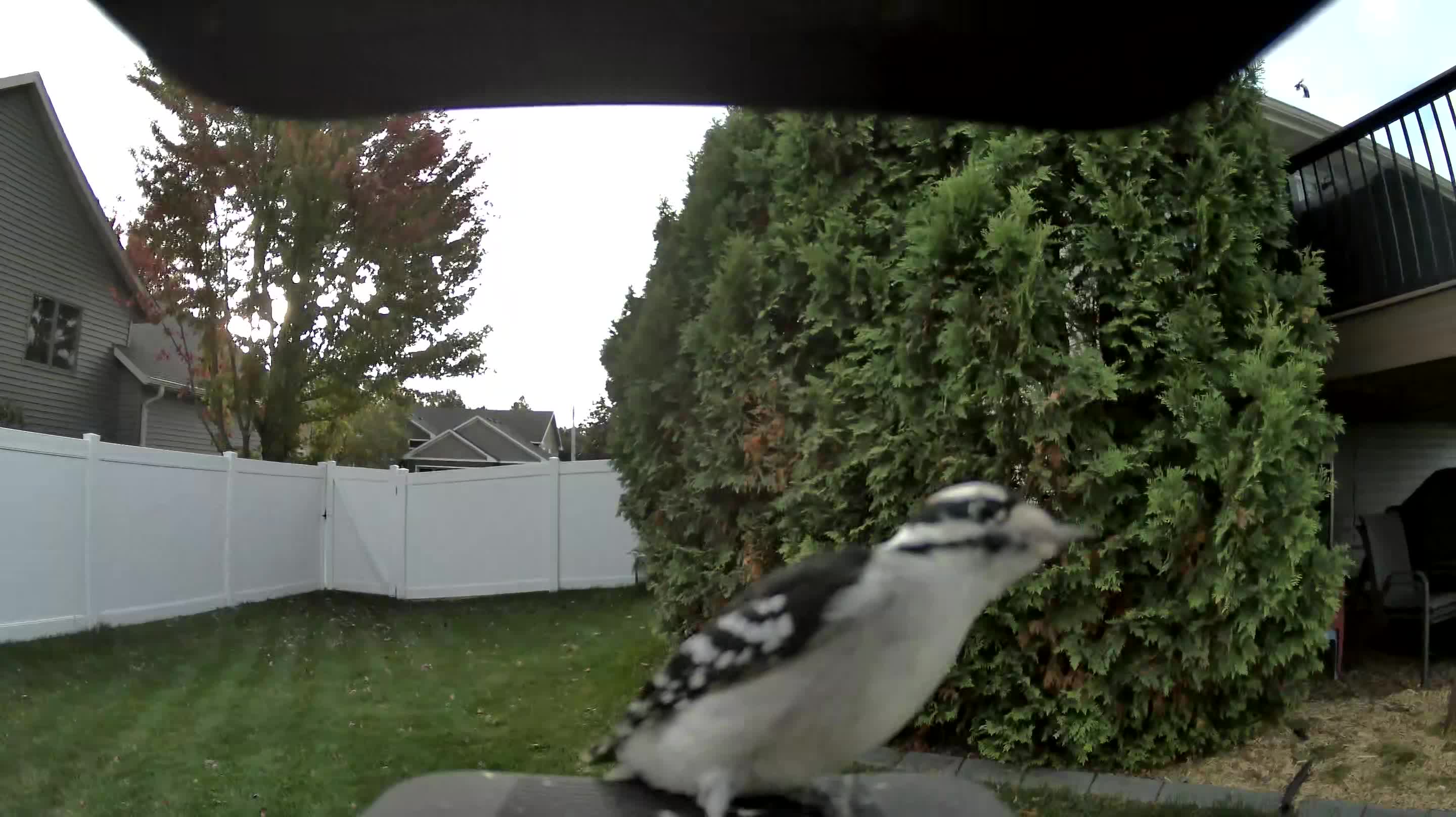 Downy Woodpecker