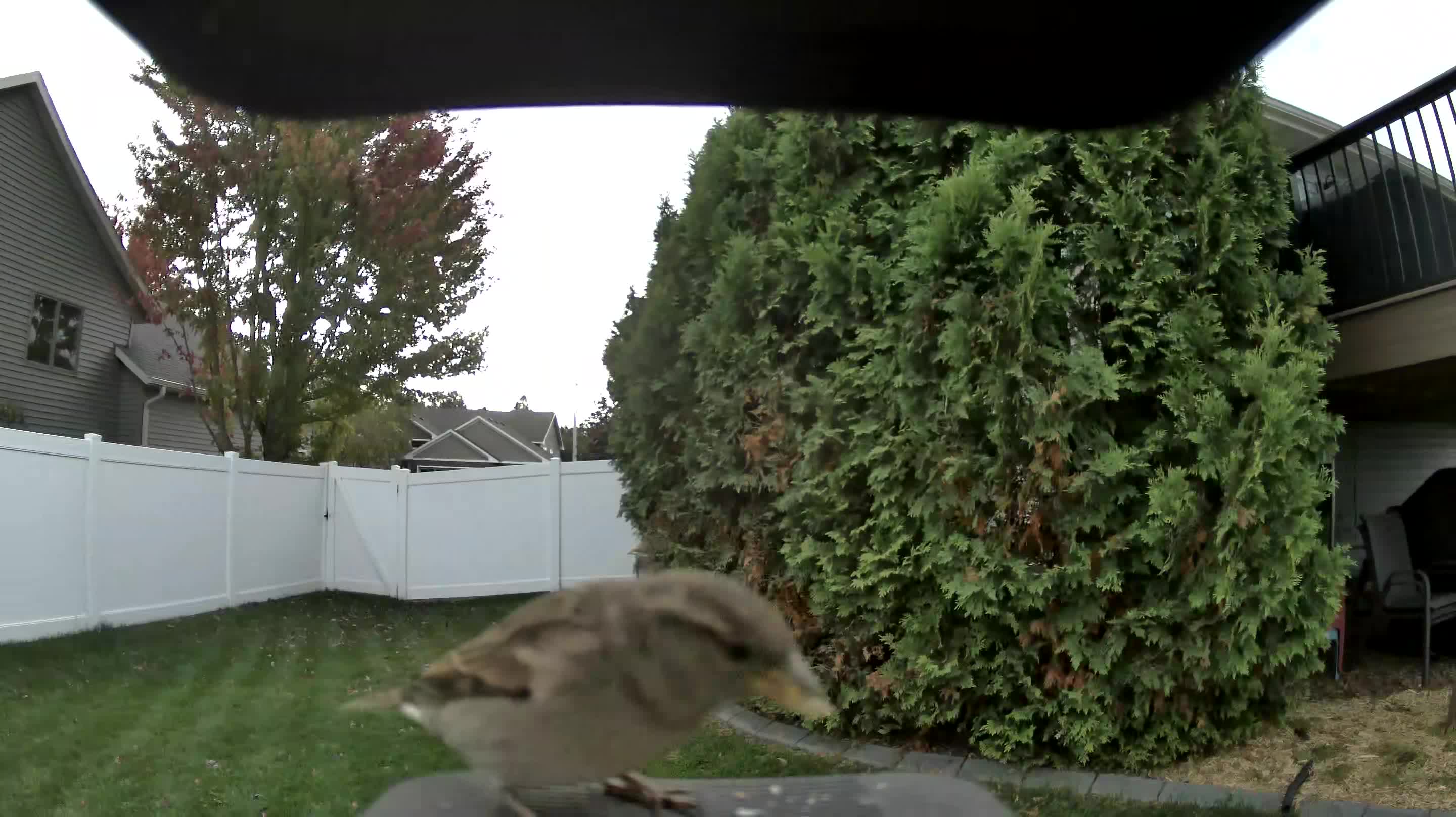 House Sparrow