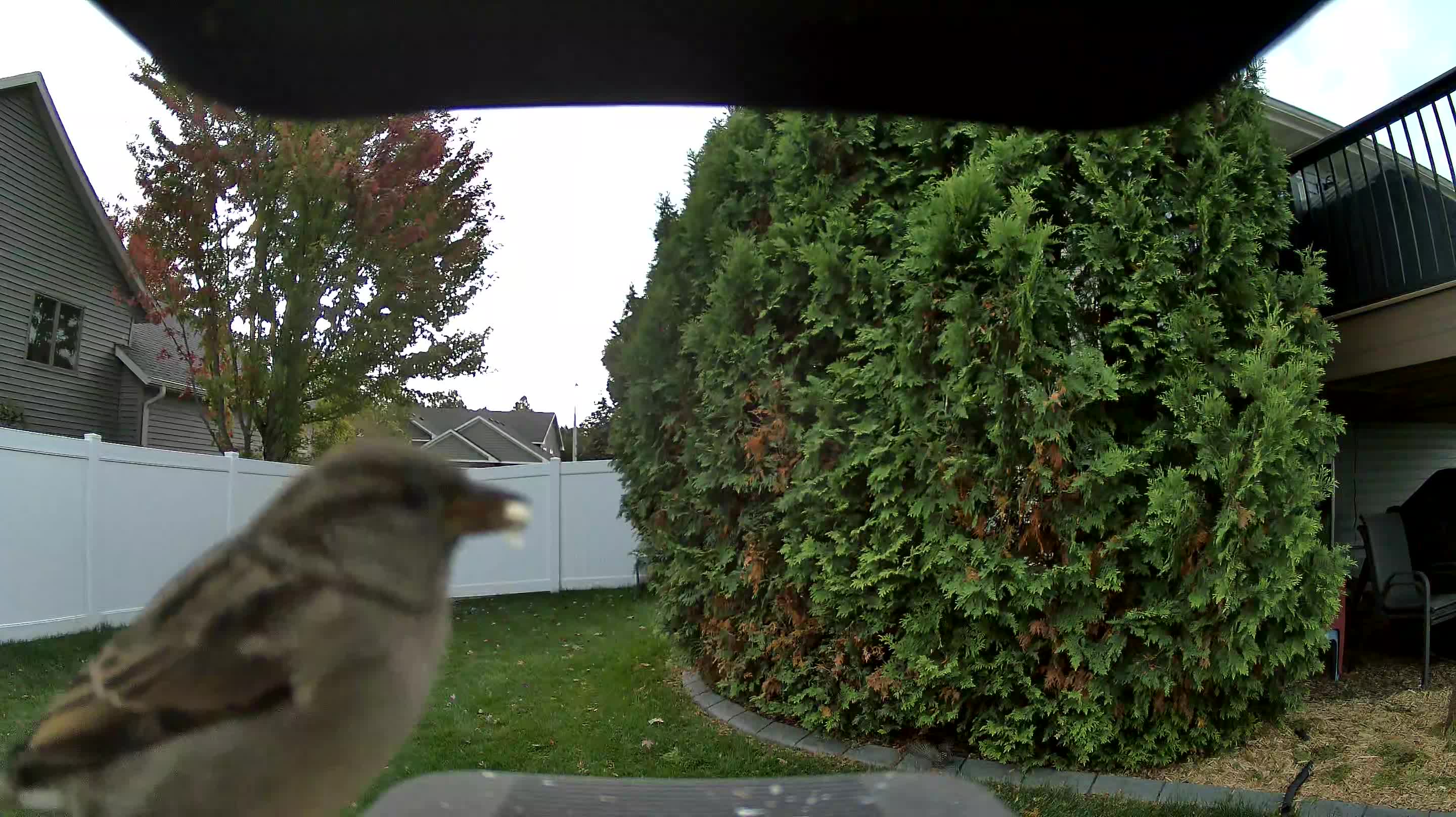 House Sparrow