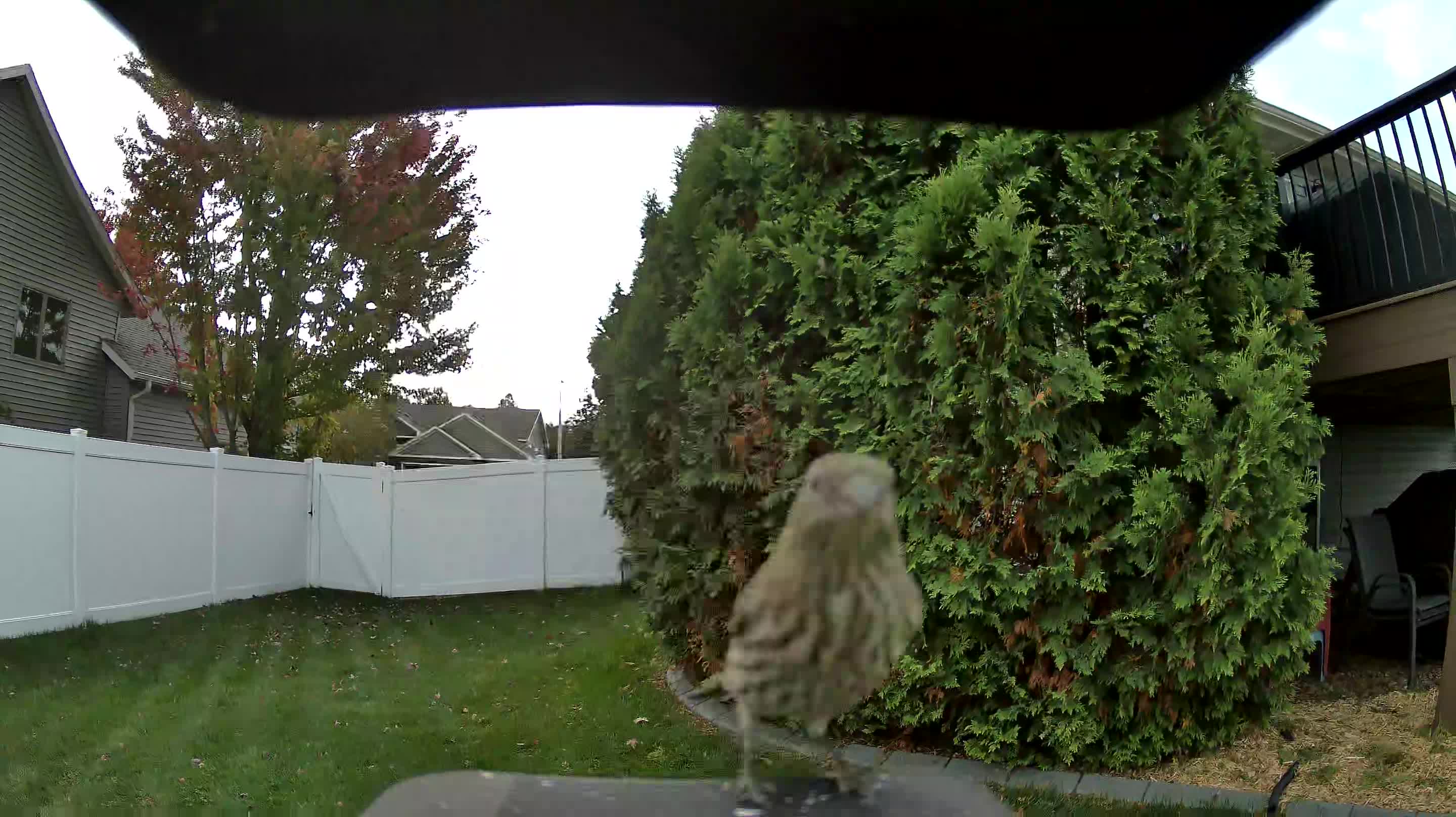 House Finch