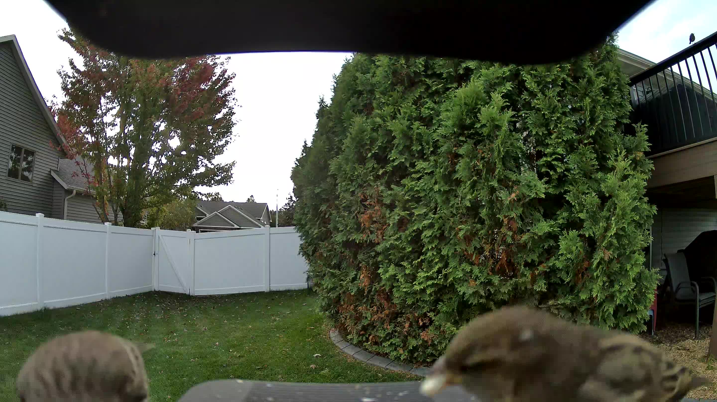 House Sparrow