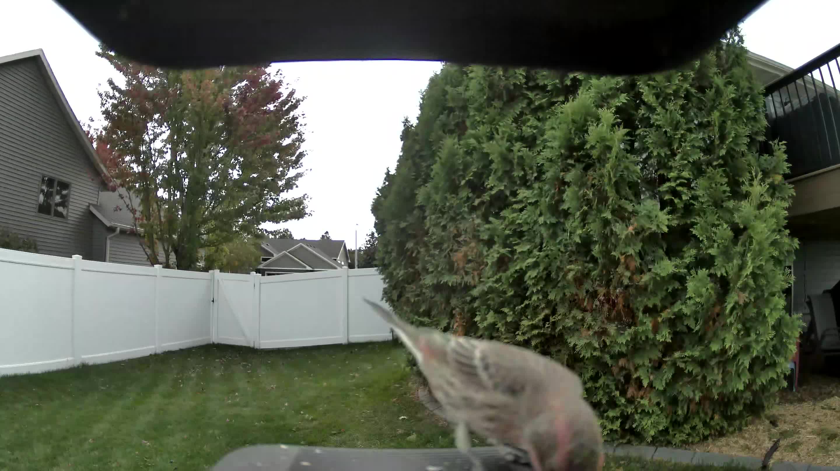 House Finch