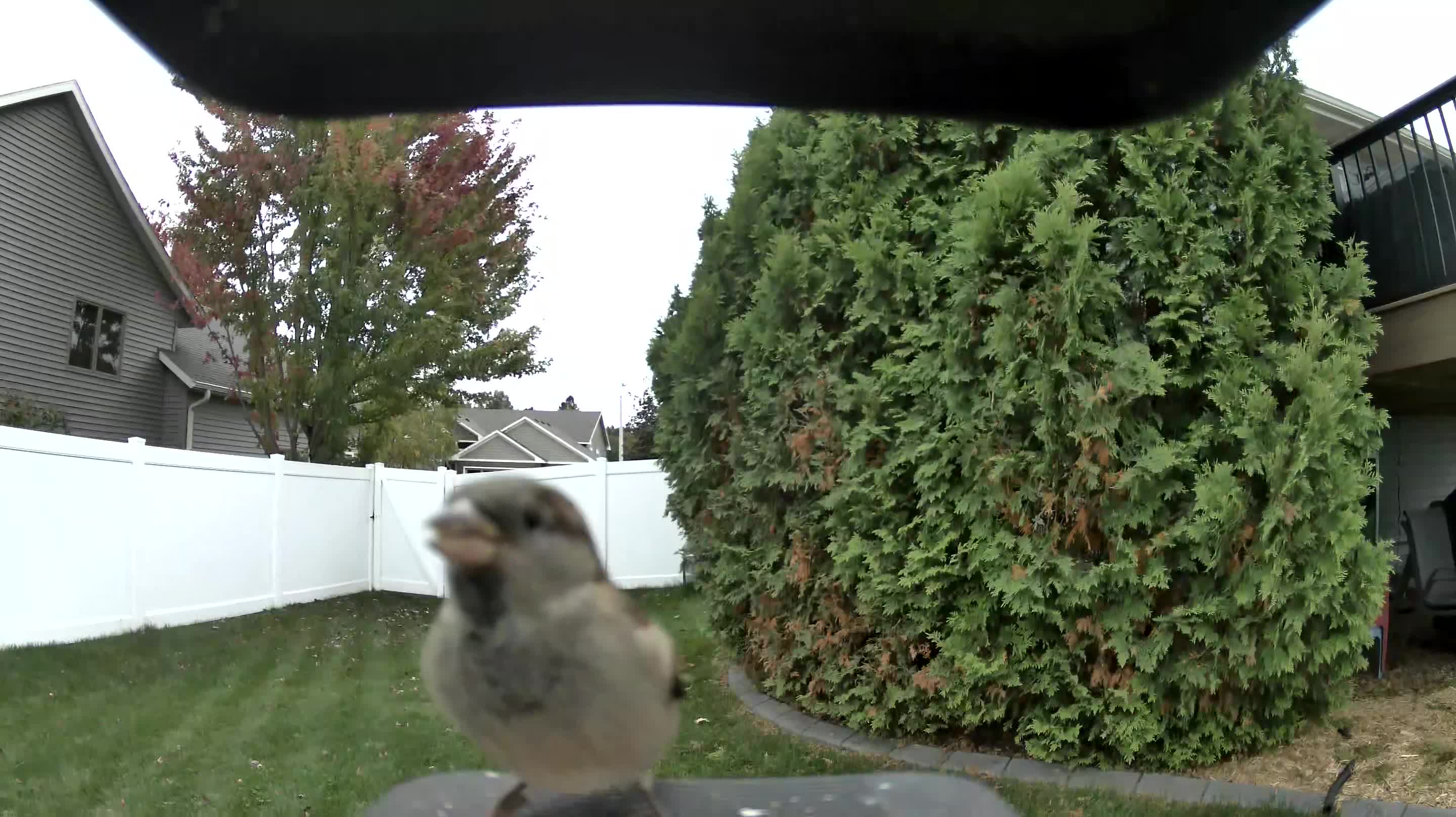 House Sparrow