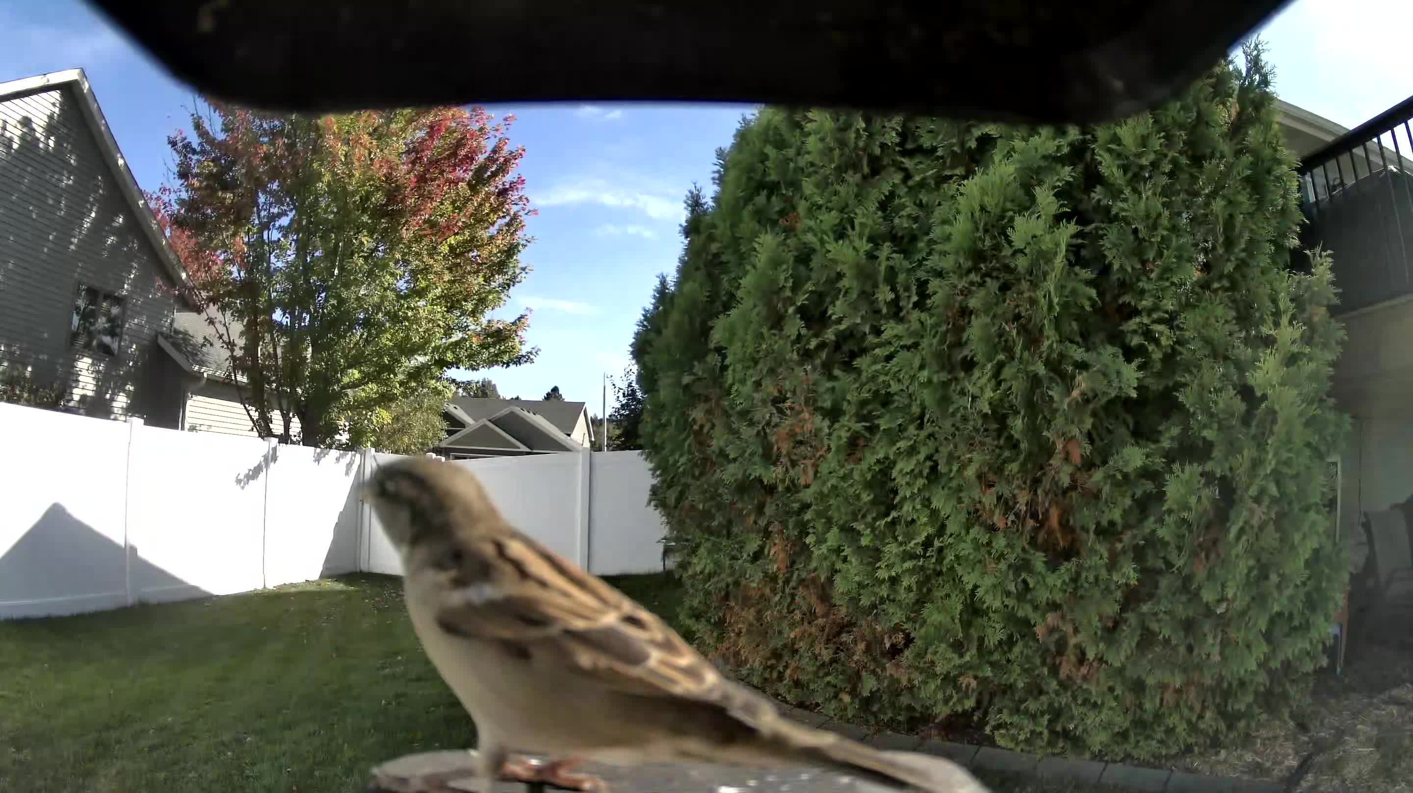 House Sparrow