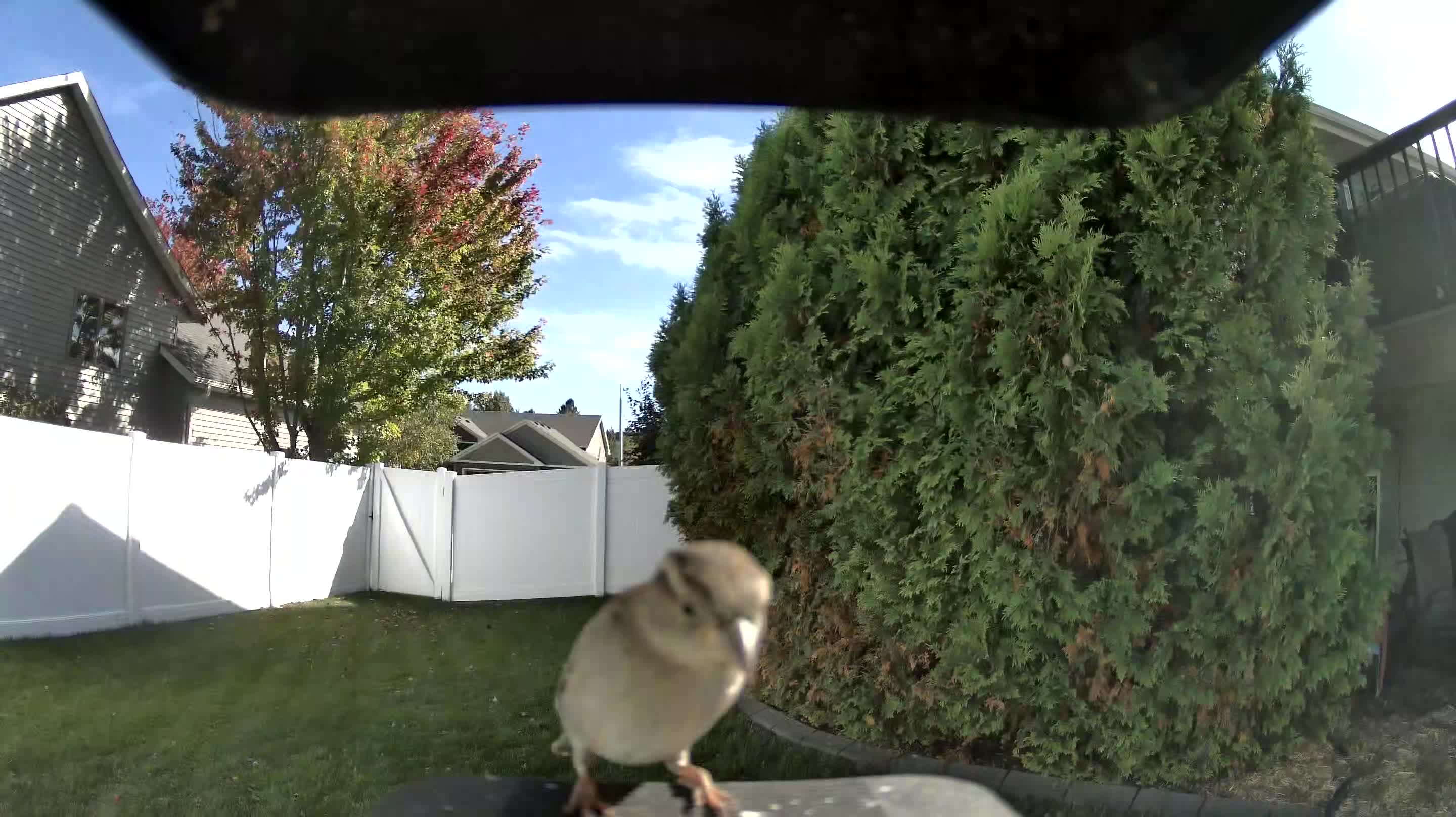 House Sparrow