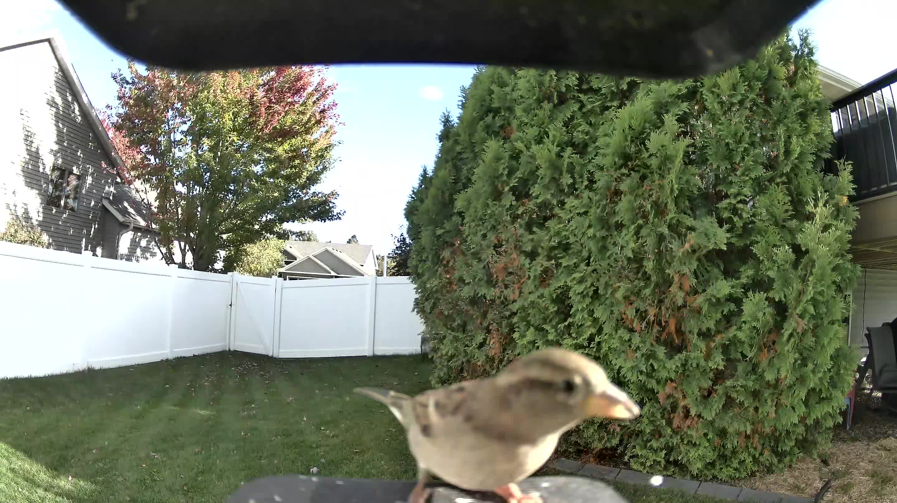 House Sparrow