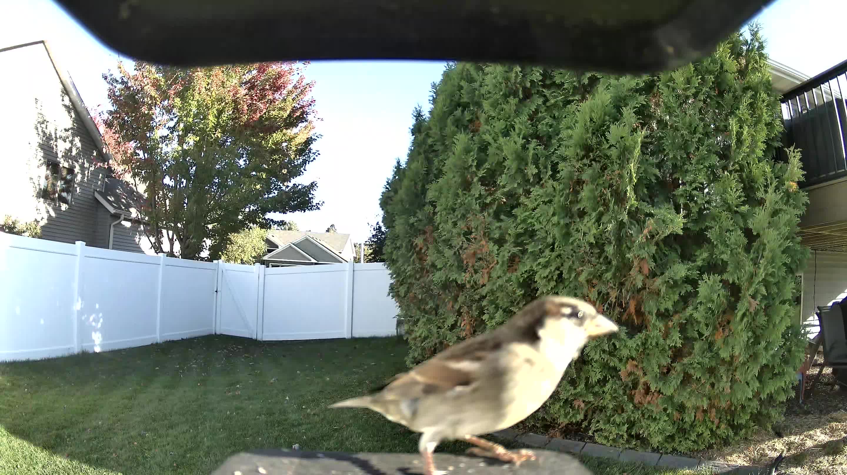 House Sparrow