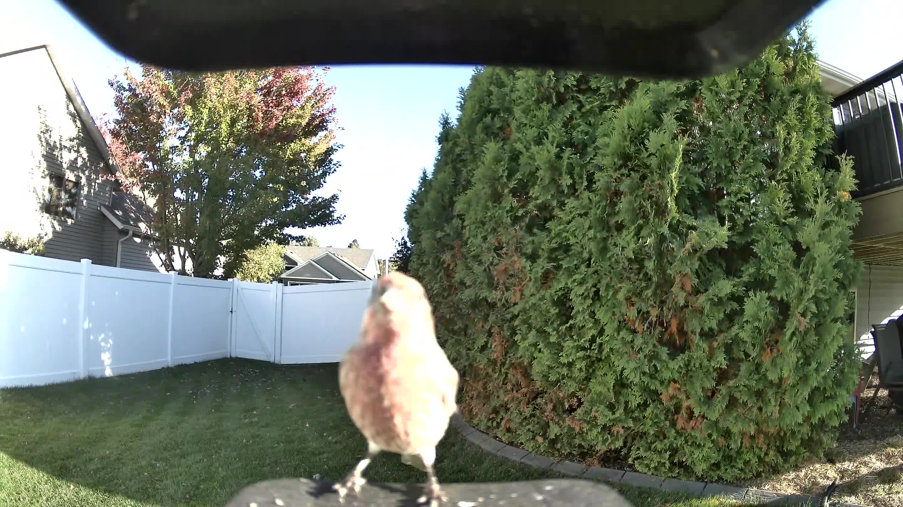 House Finch