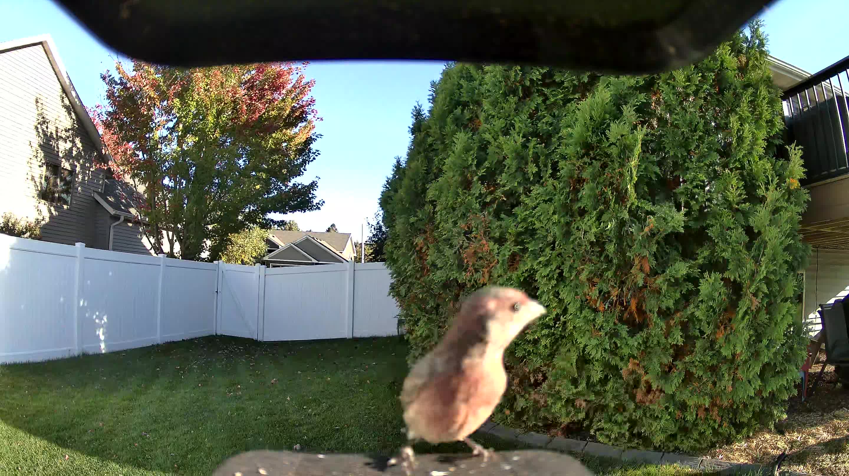 House Finch