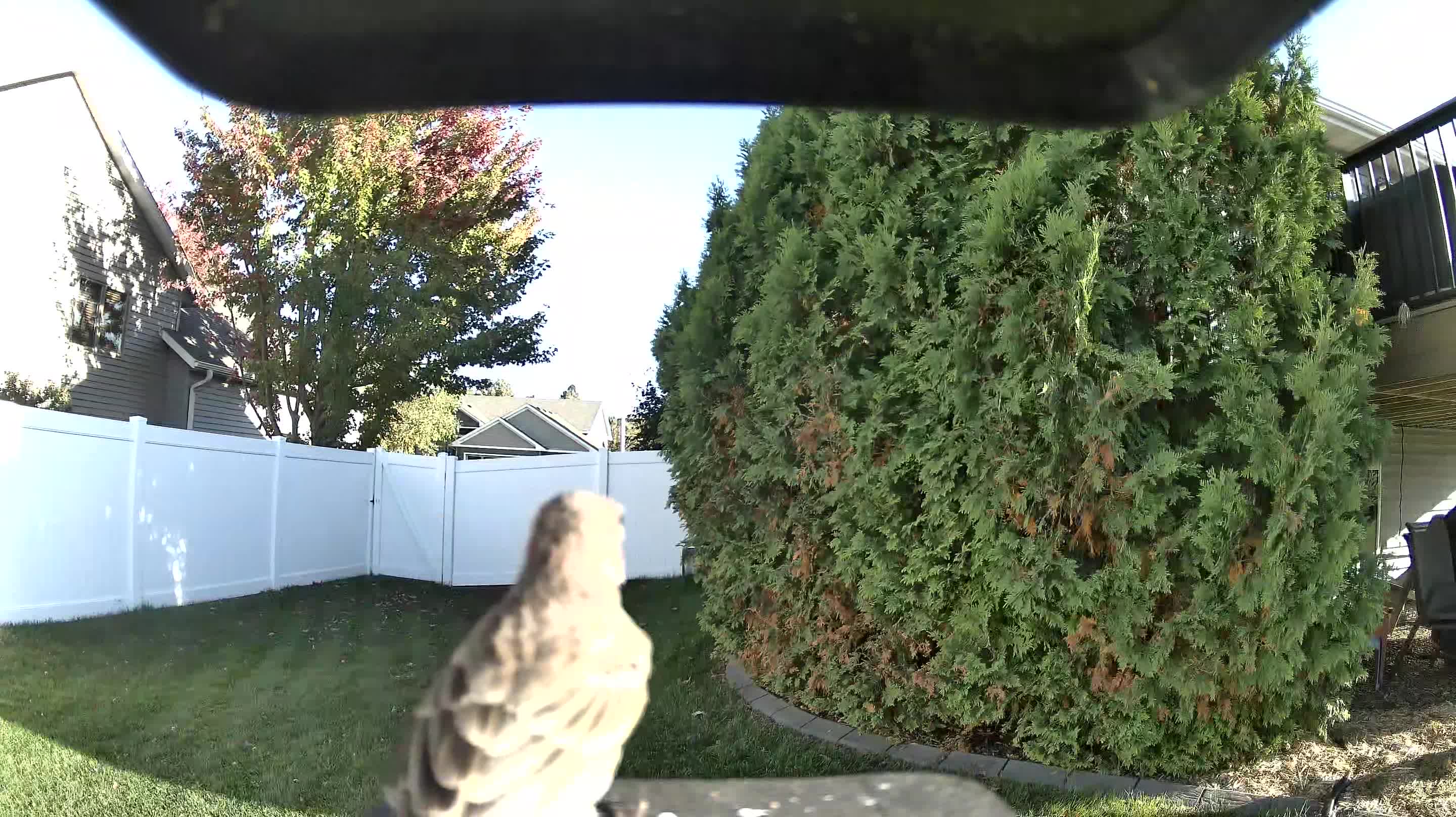 Mourning Dove