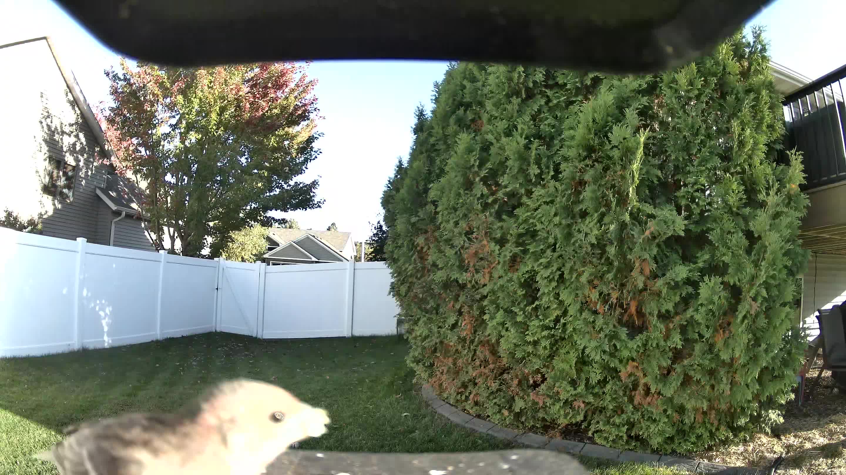 Mourning Dove