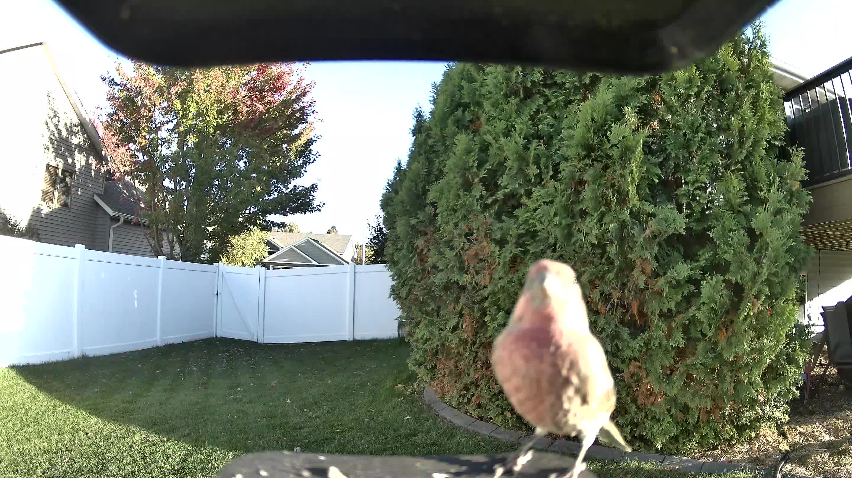 House Finch