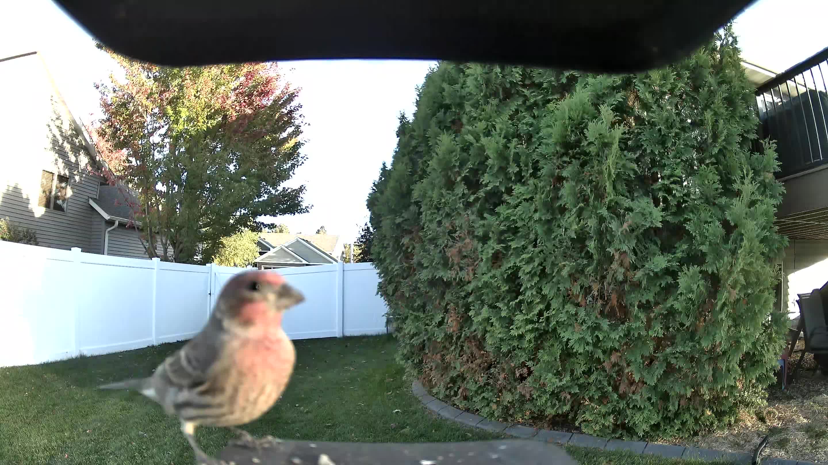 House Finch