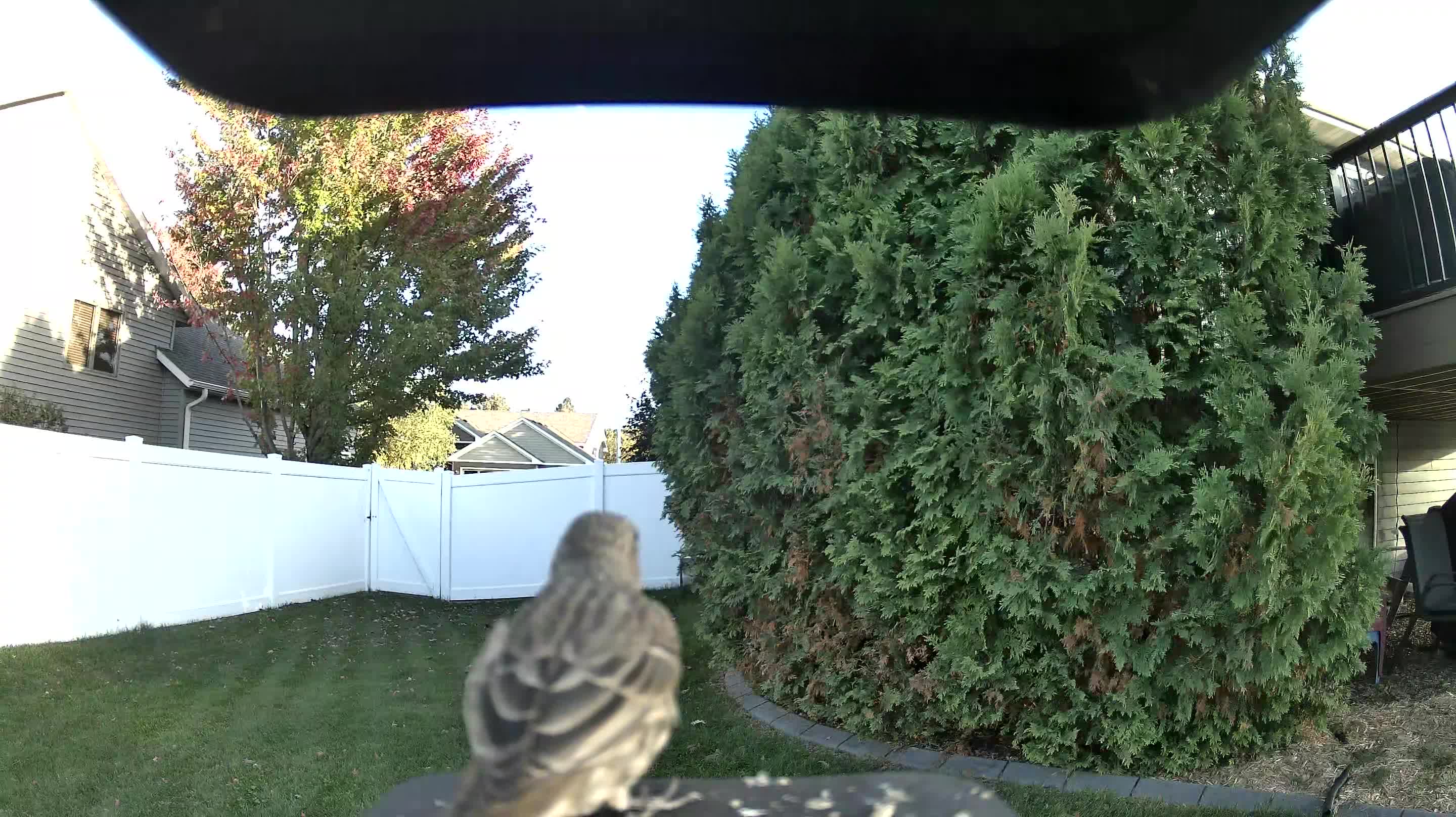 House Finch