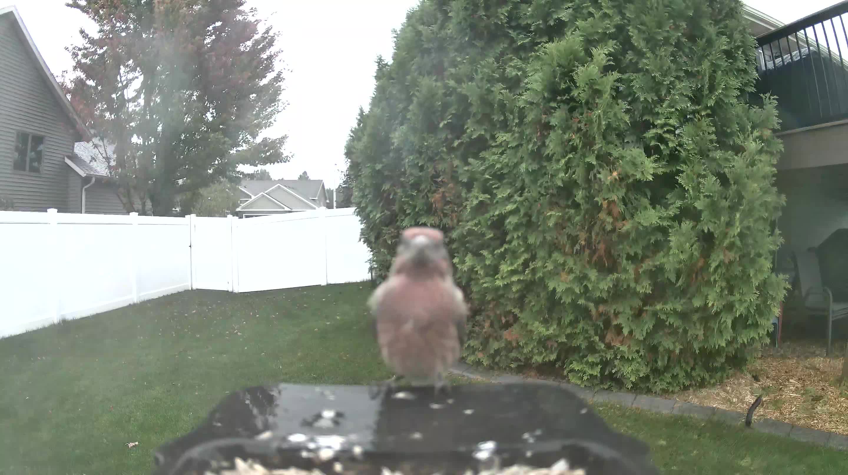 House Finch