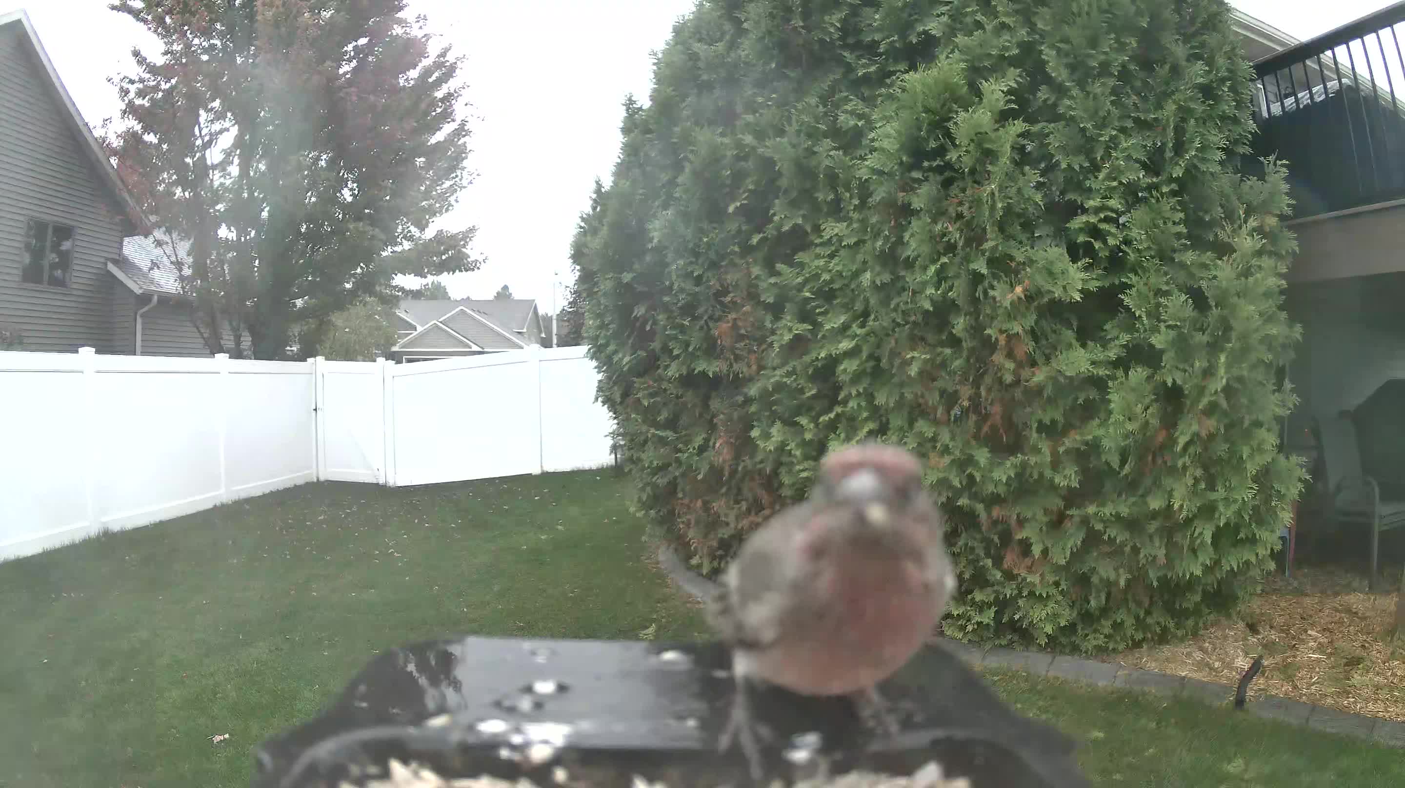 House Finch