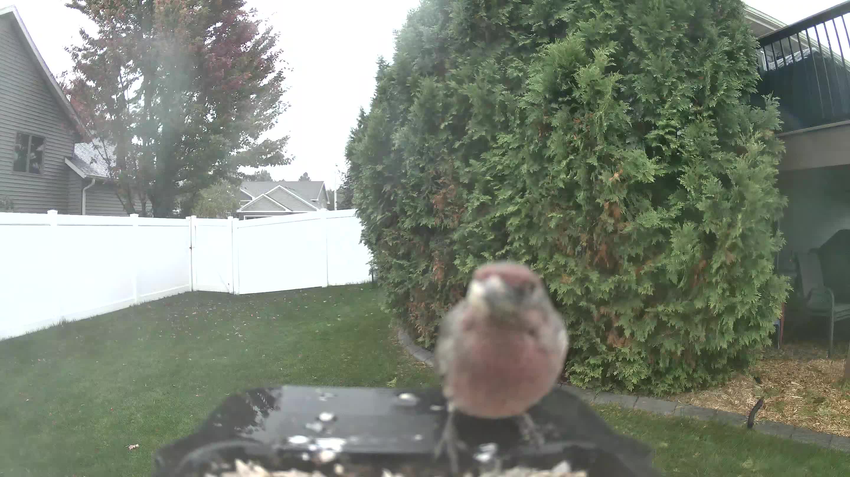 House Finch