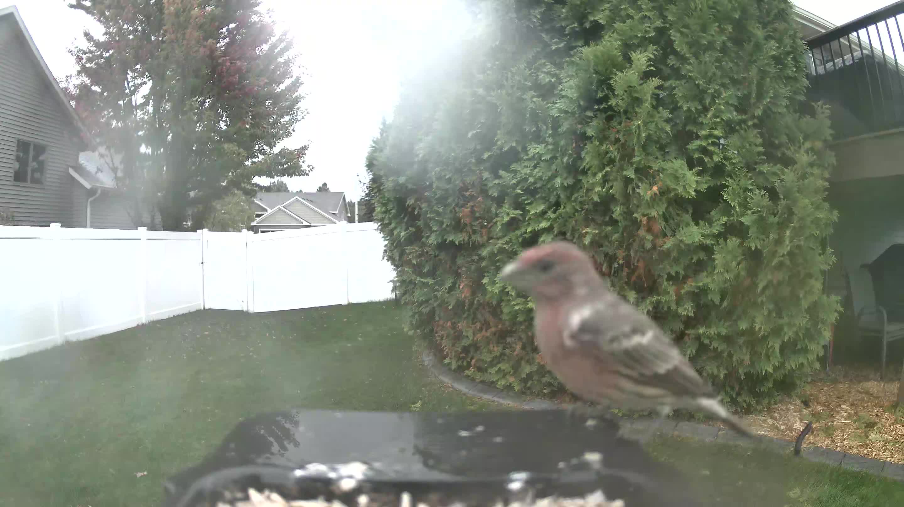 House Finch