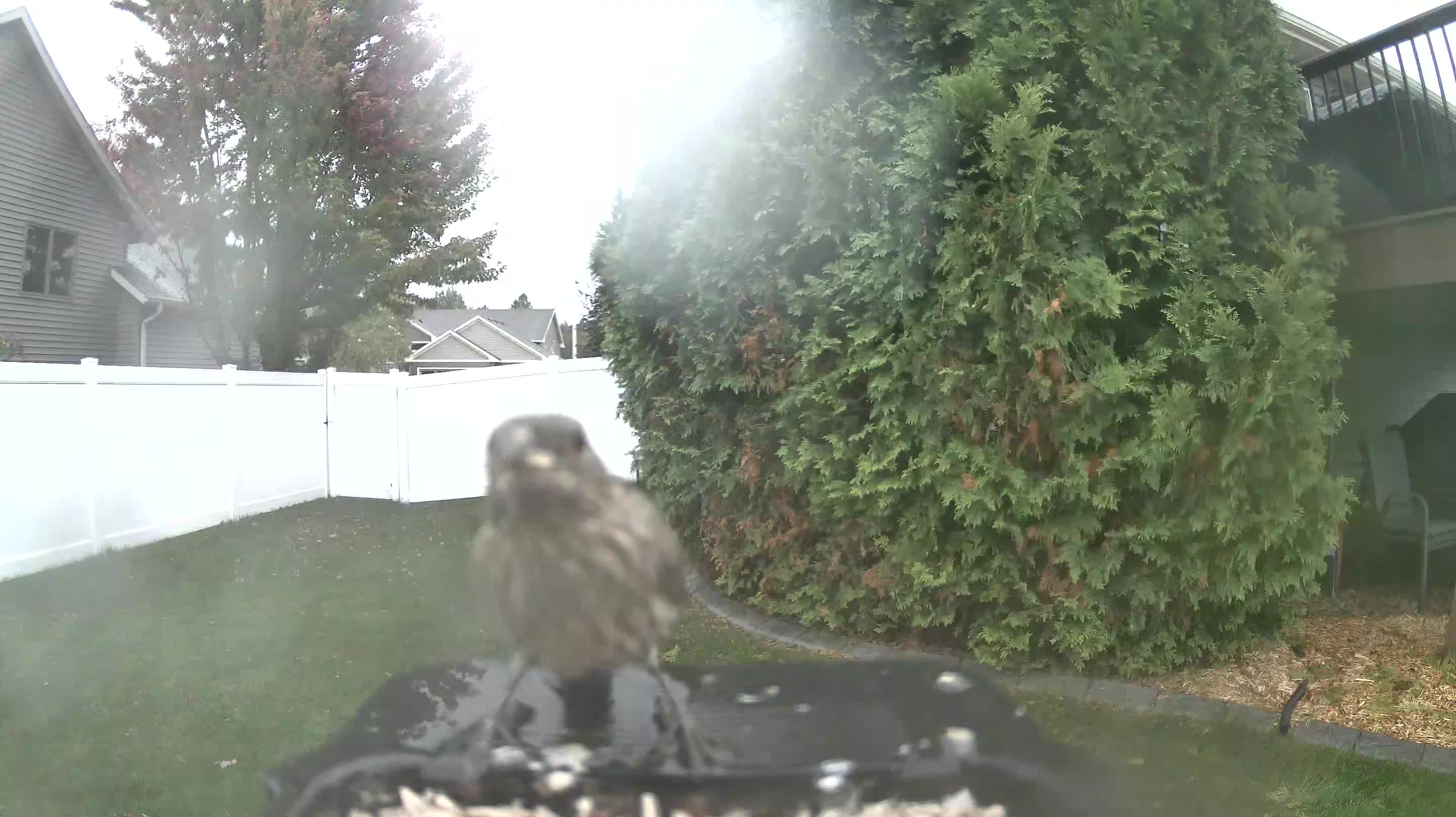 House Finch