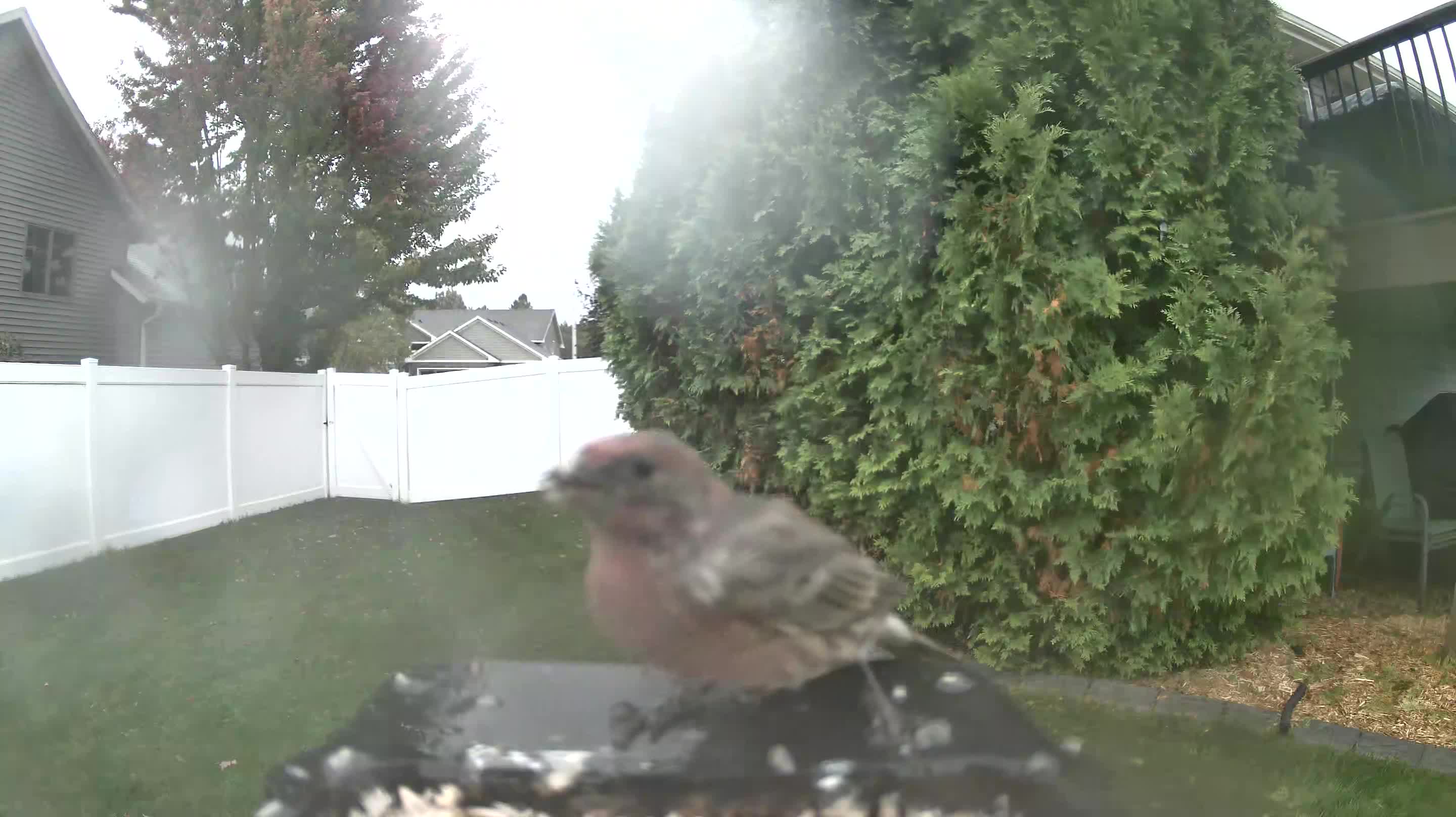 House Finch