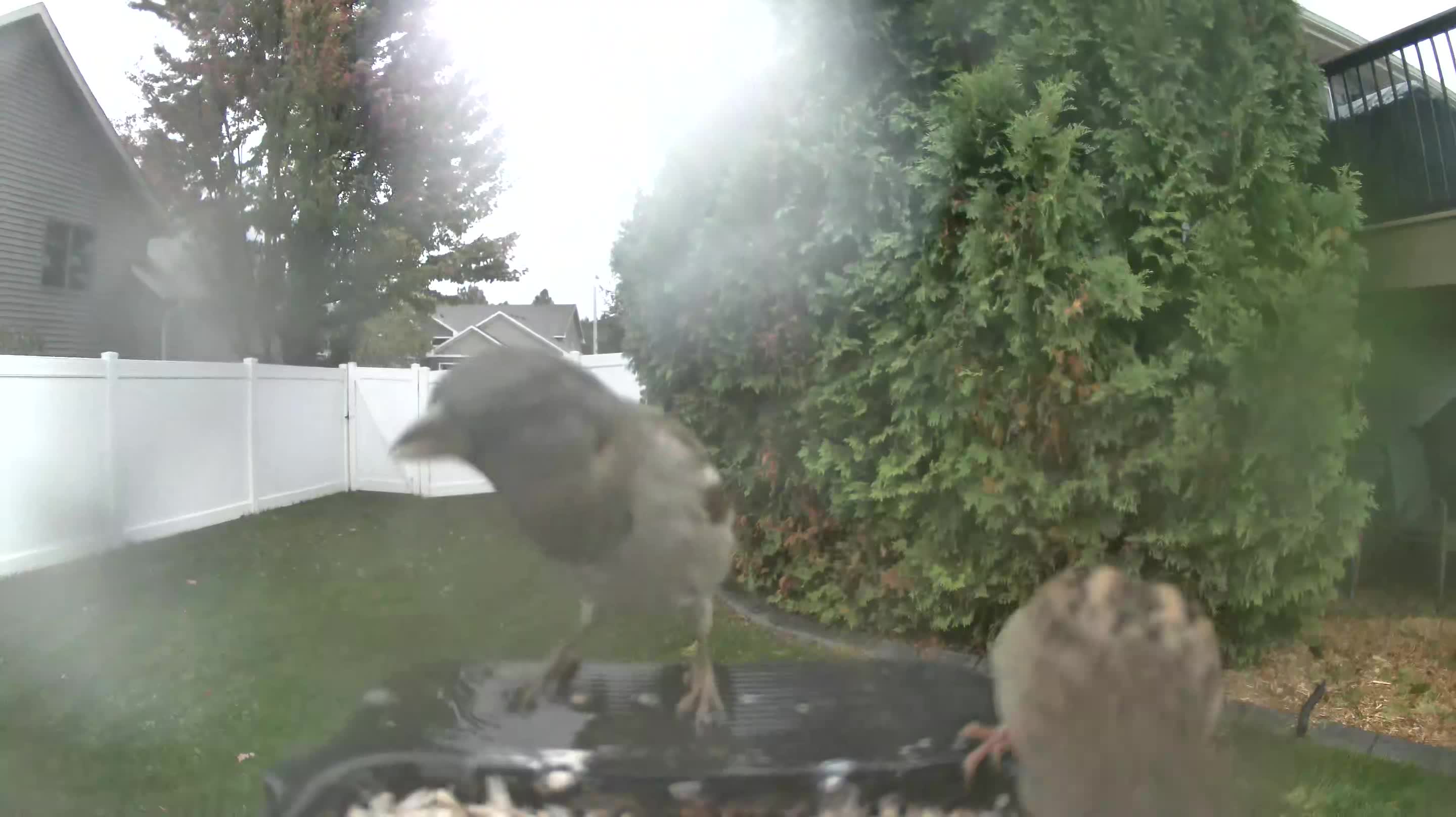 House Sparrow