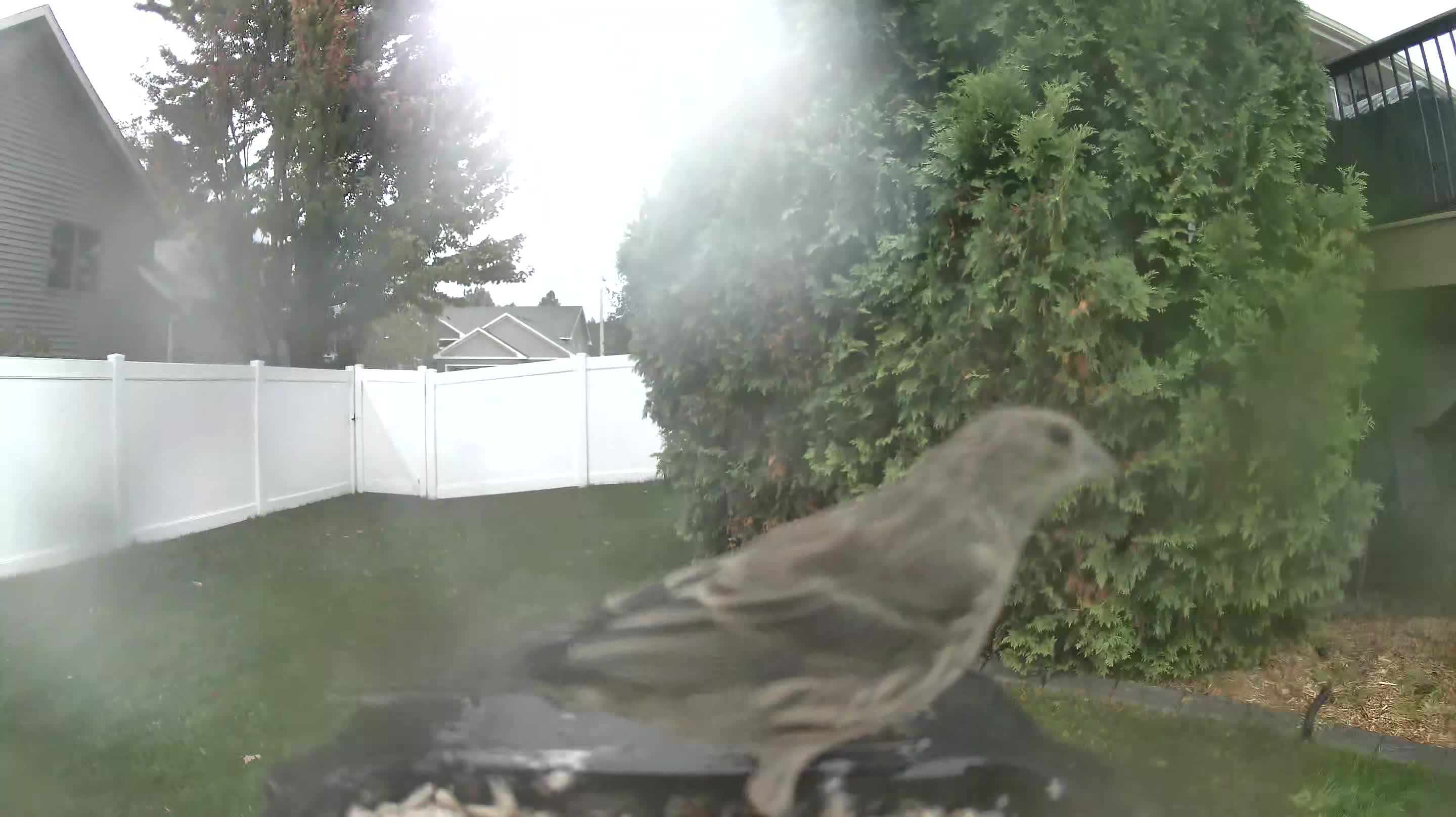 House Finch