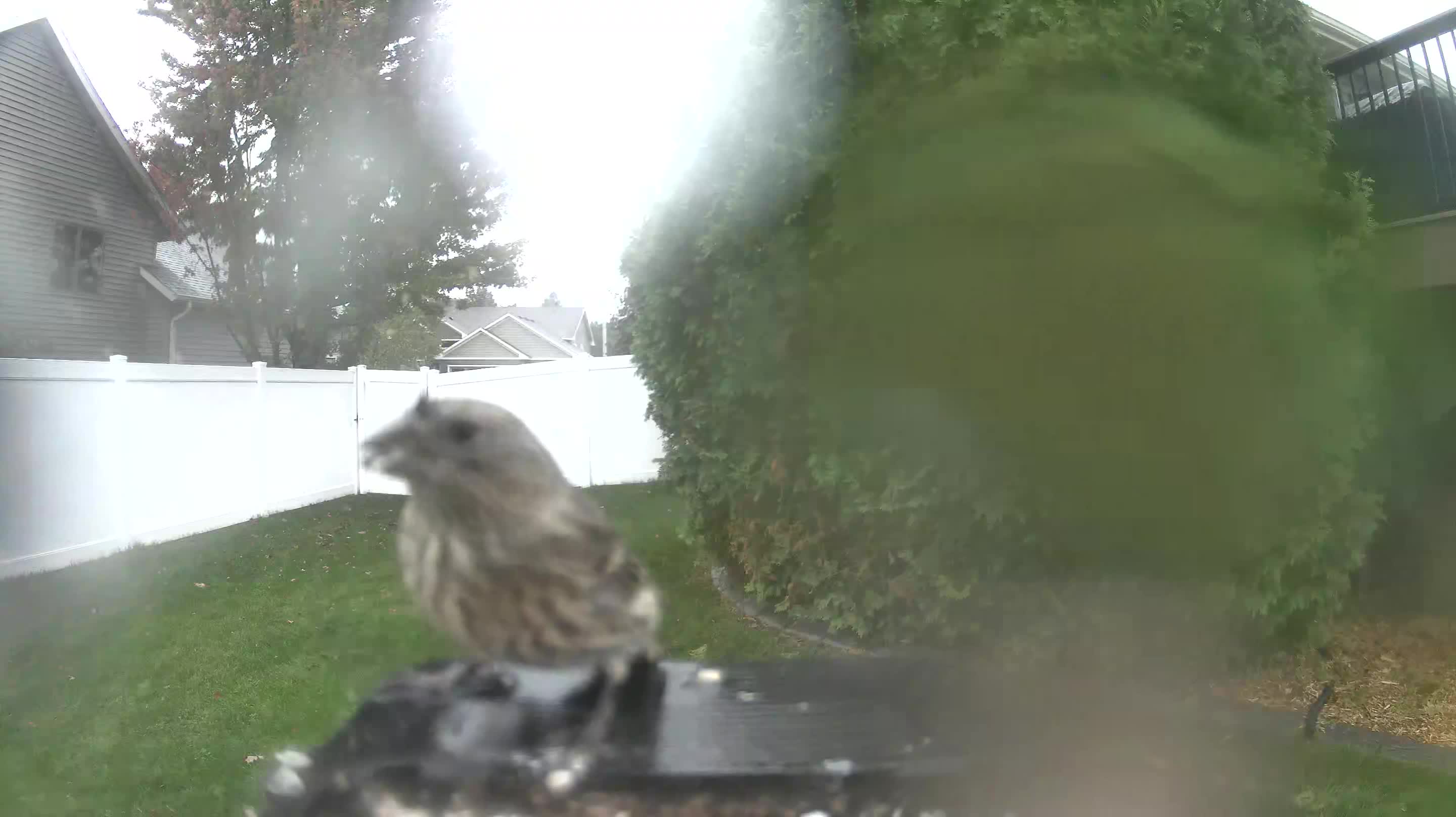 House Finch