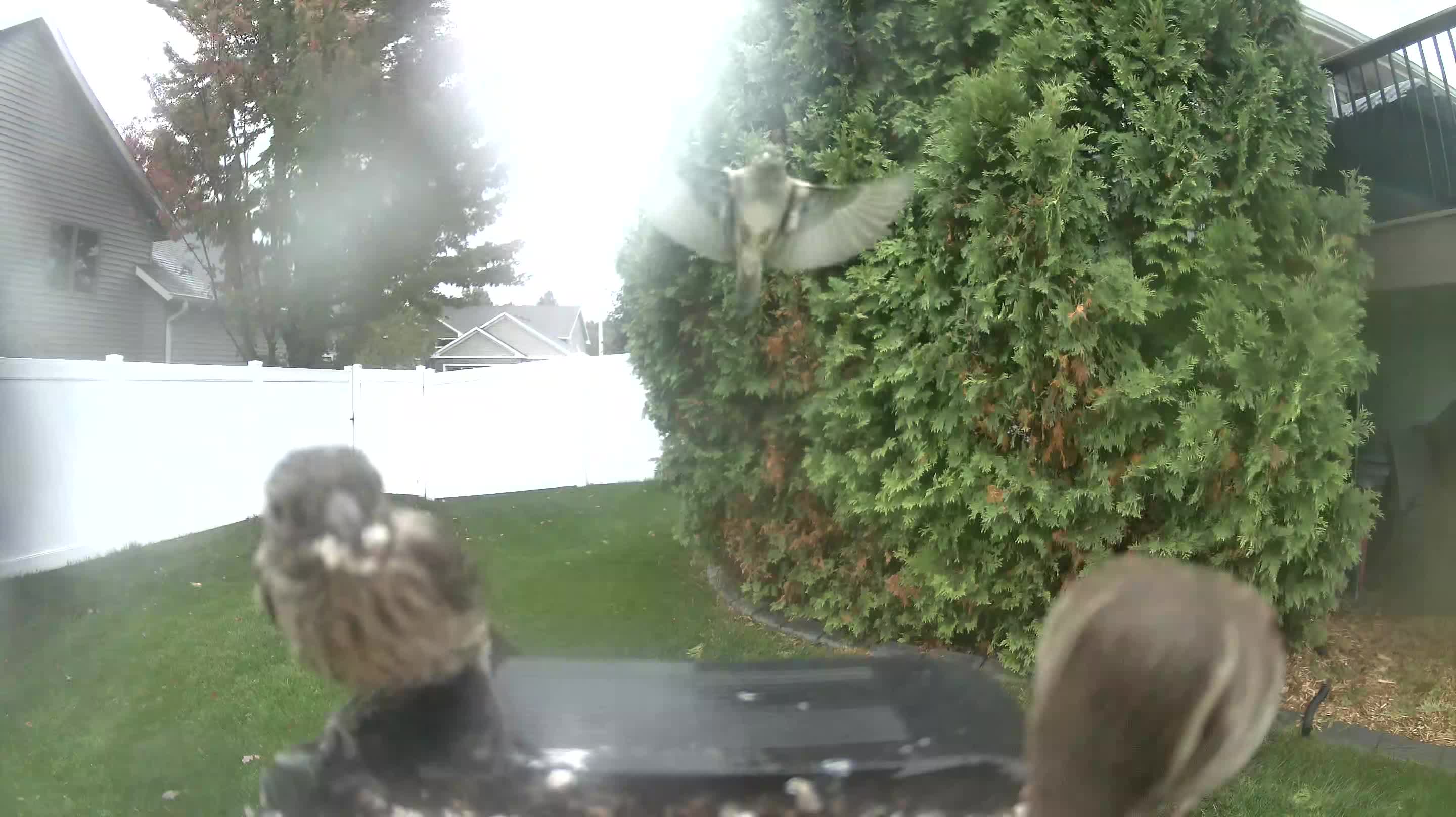 House Finch