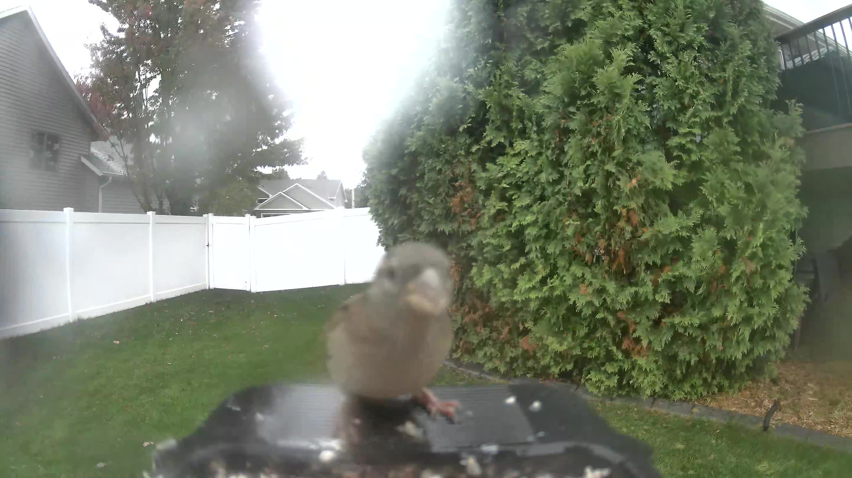 House Sparrow