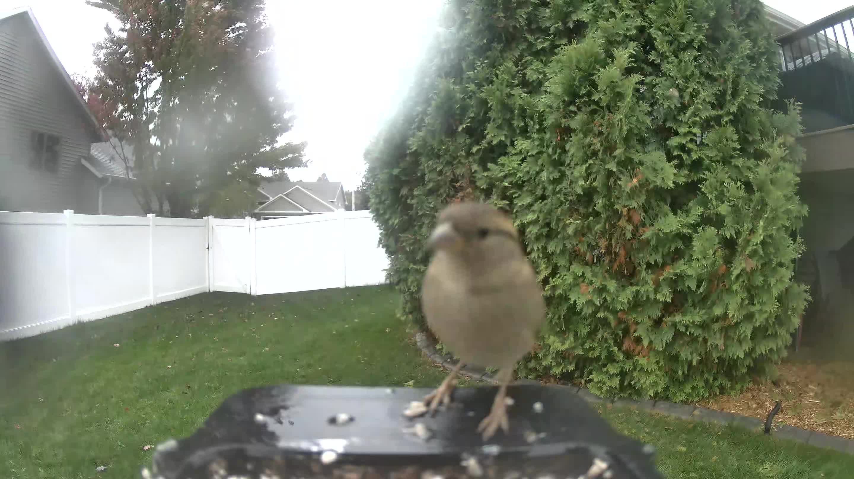 House Sparrow