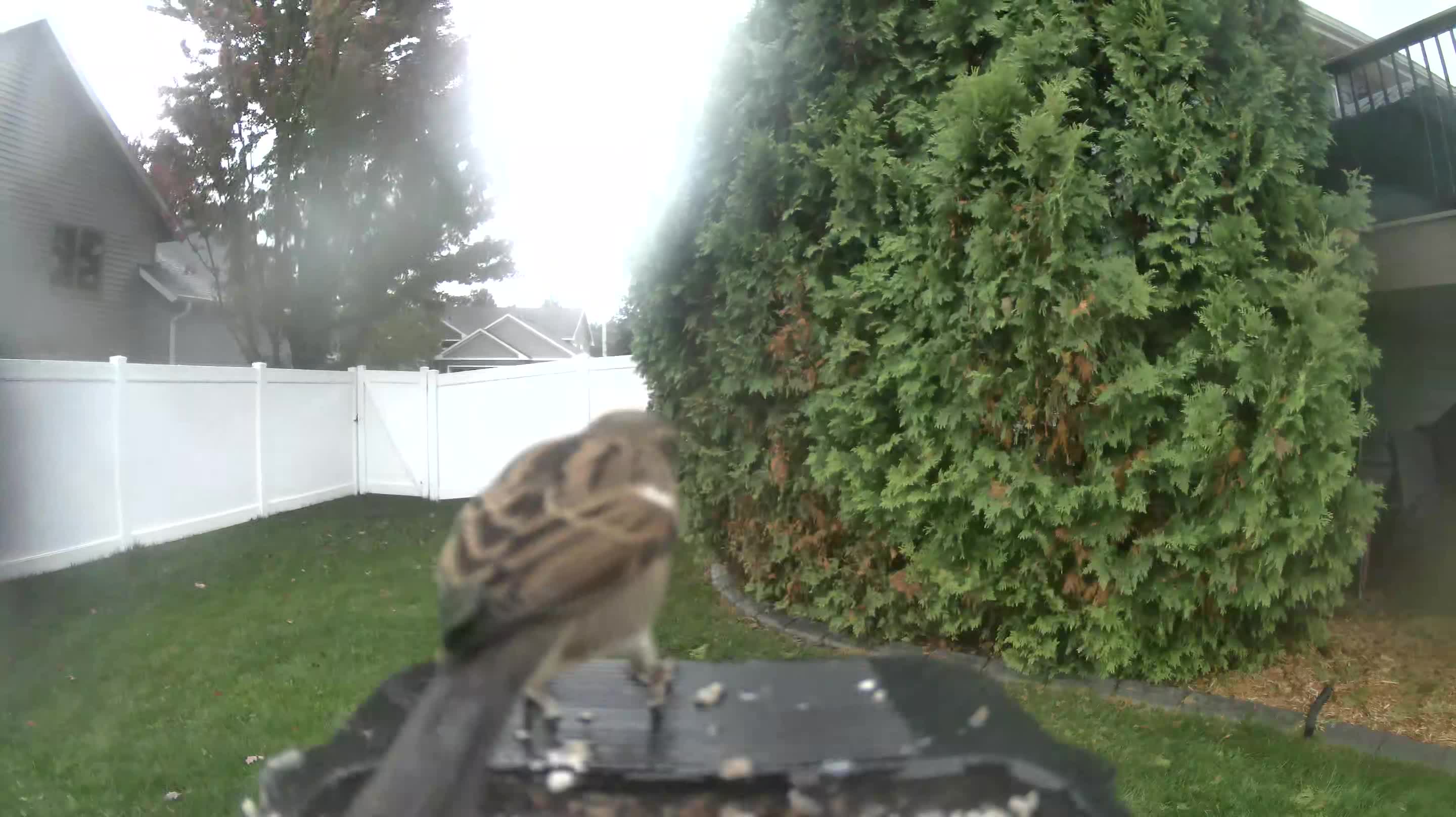 House Sparrow