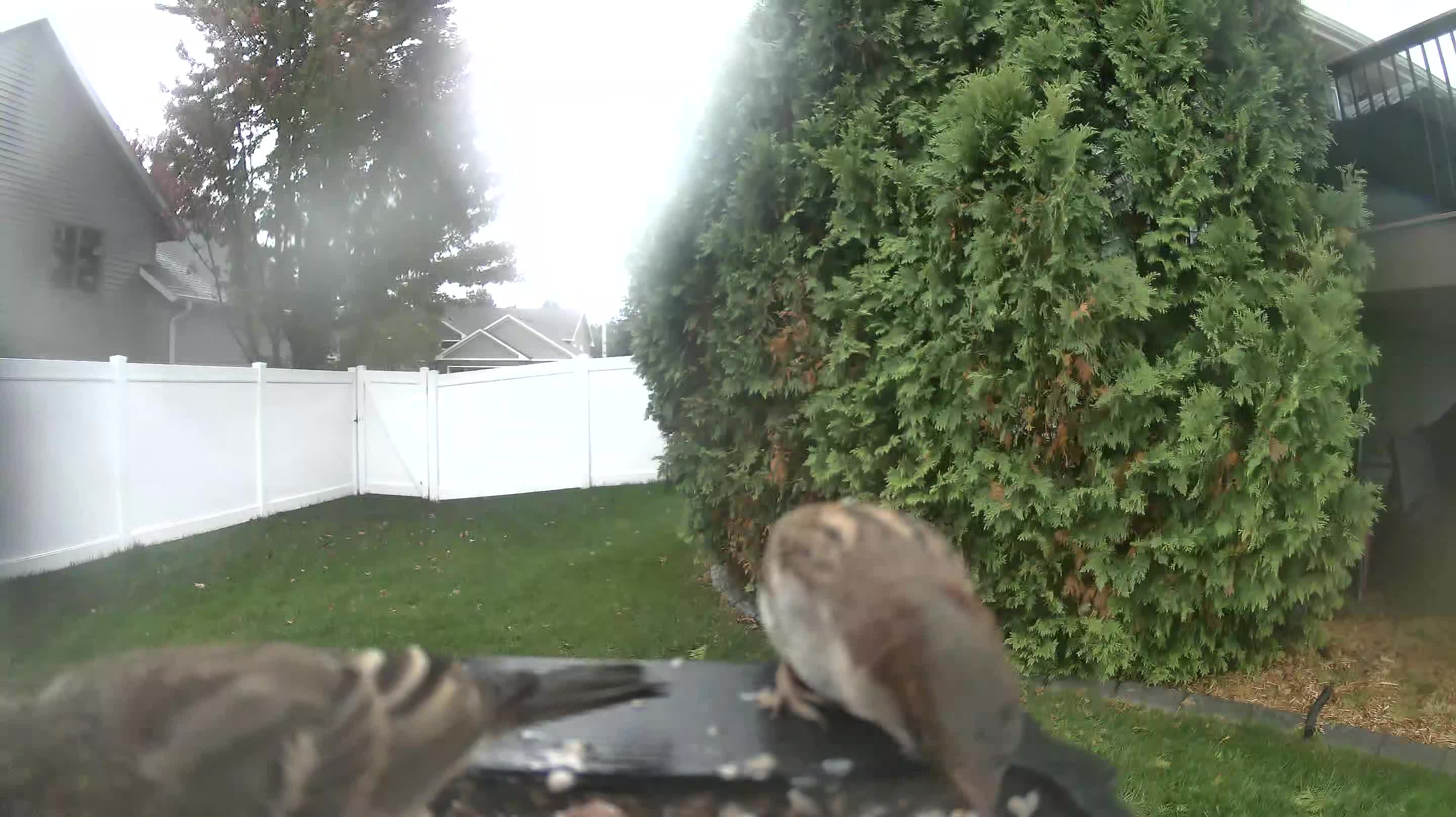 House Sparrow