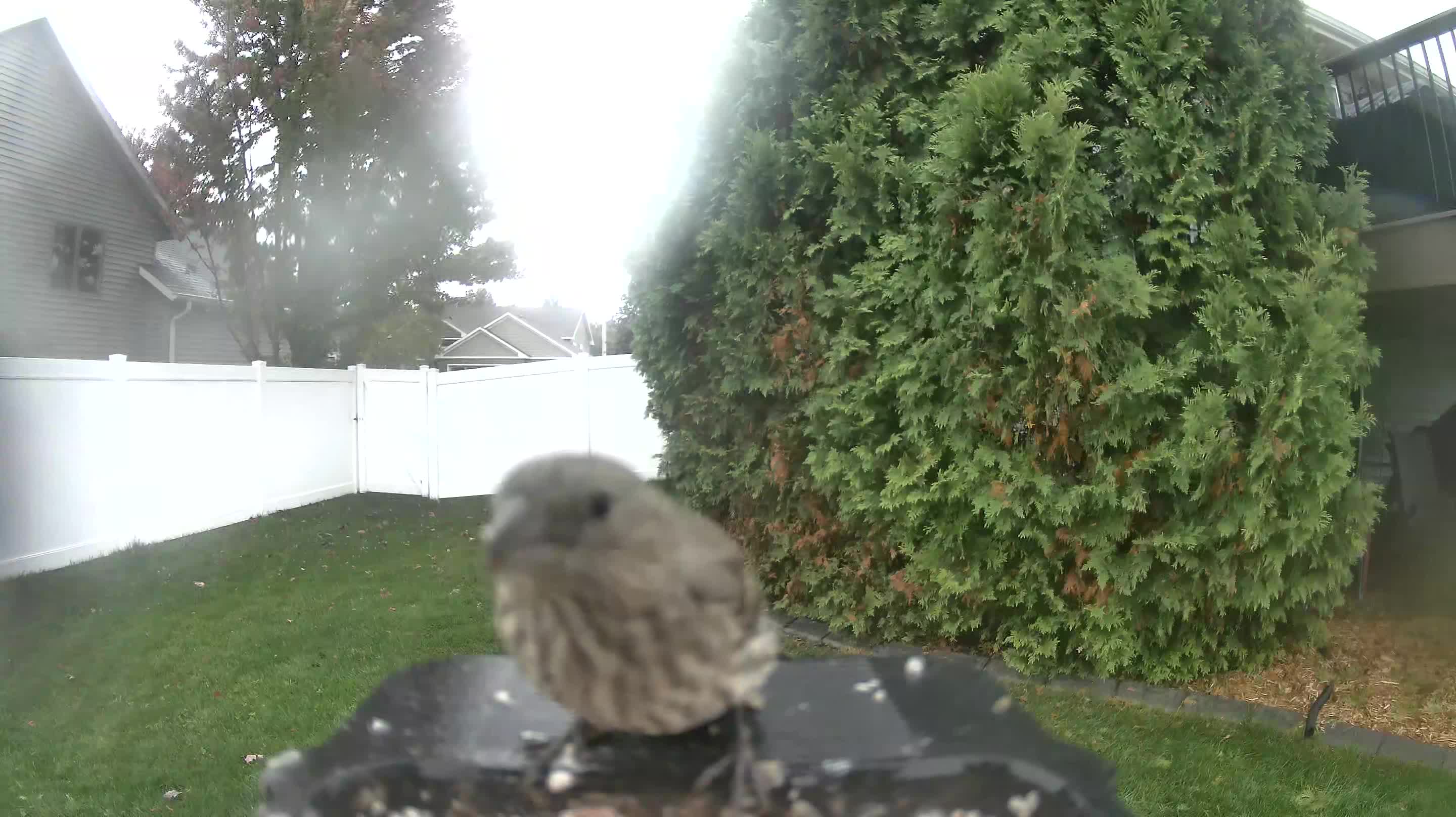 House Finch