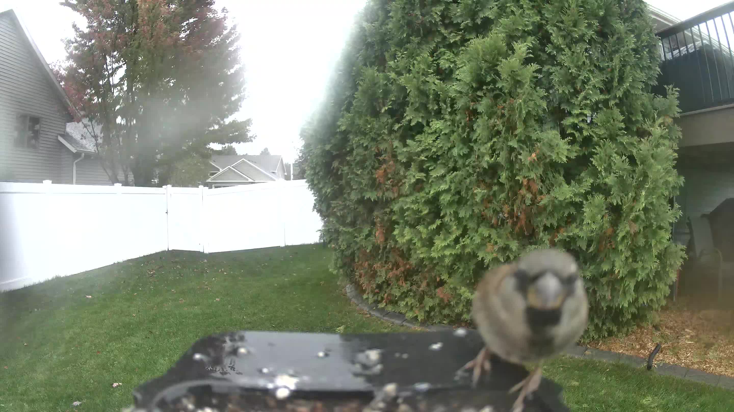 House Sparrow