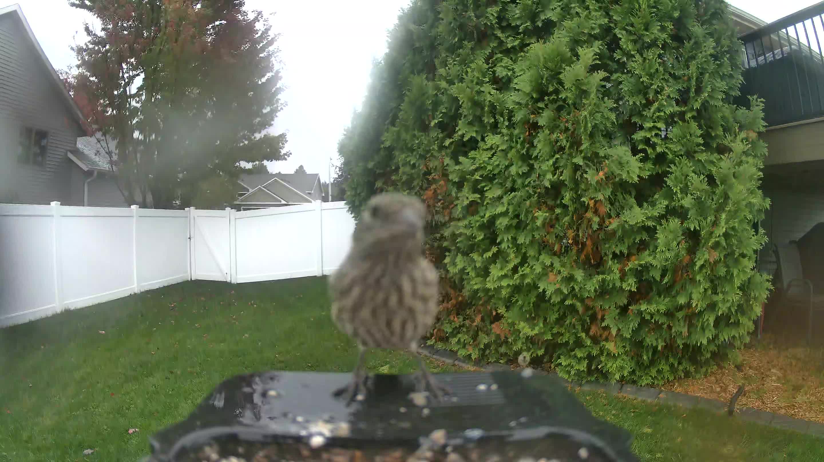 House Finch