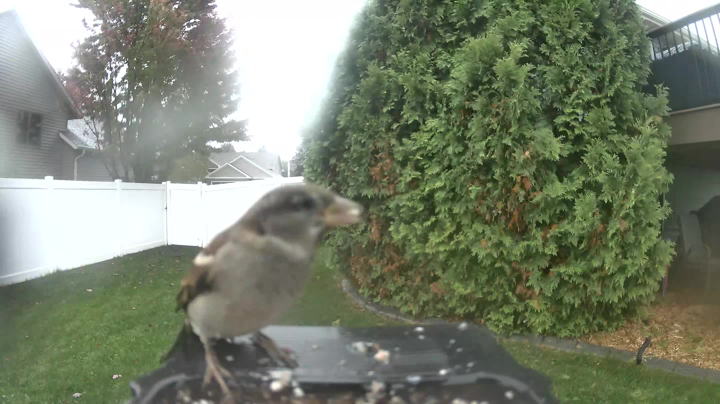 House Sparrow